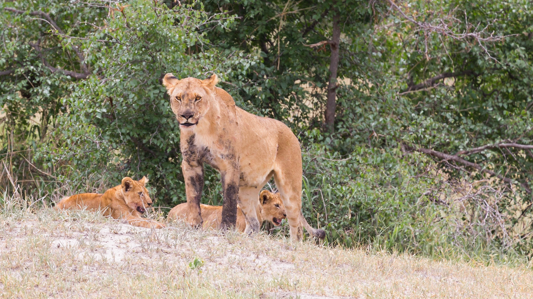 , Manyara, Tanzania [Jan 2023]
