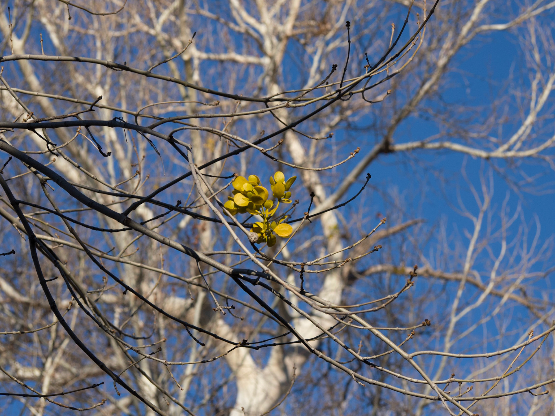 Camp Verde, Arizona, United States [Mar 2014]