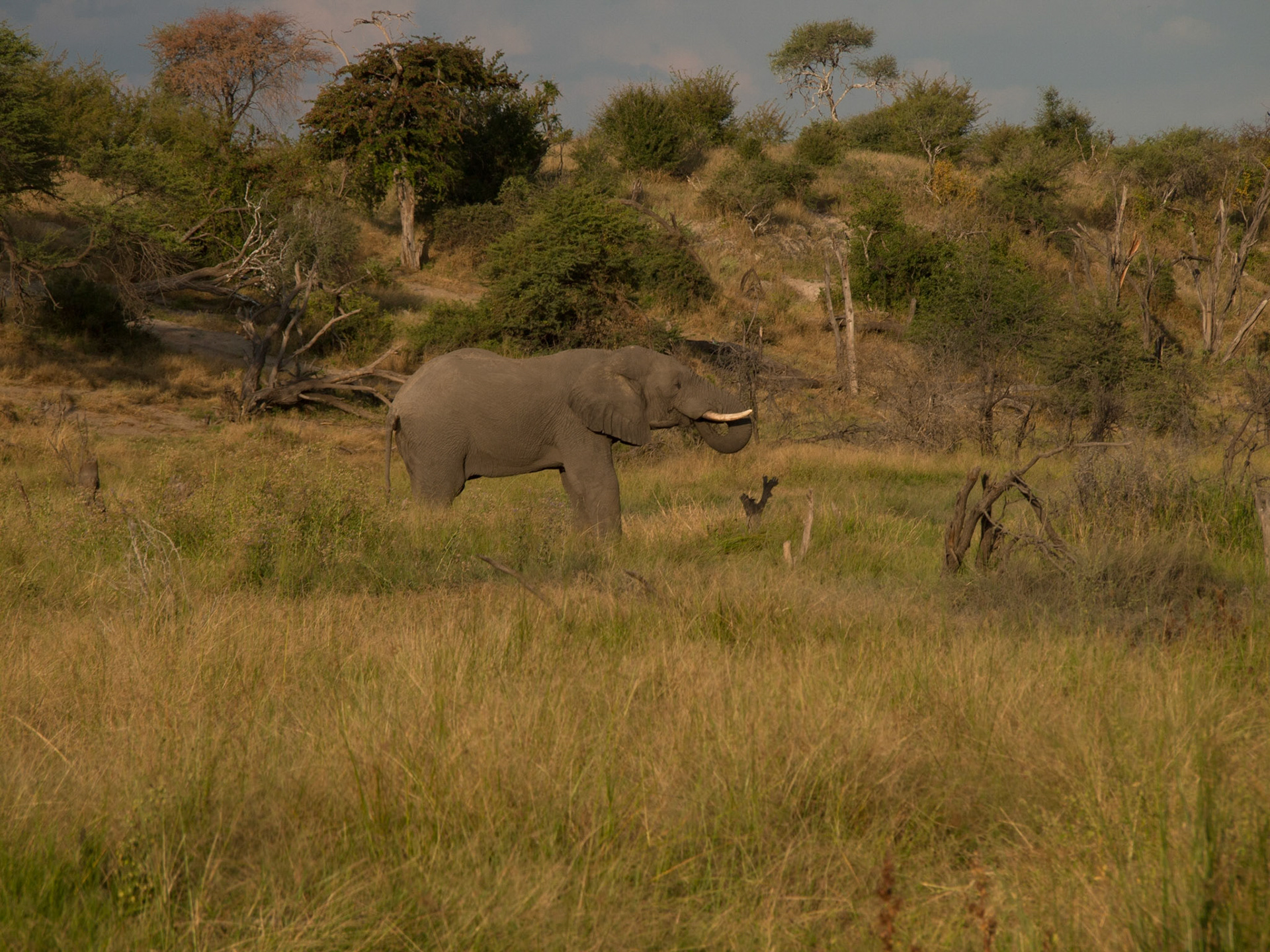 , North West, Botswana [Apr 2014]