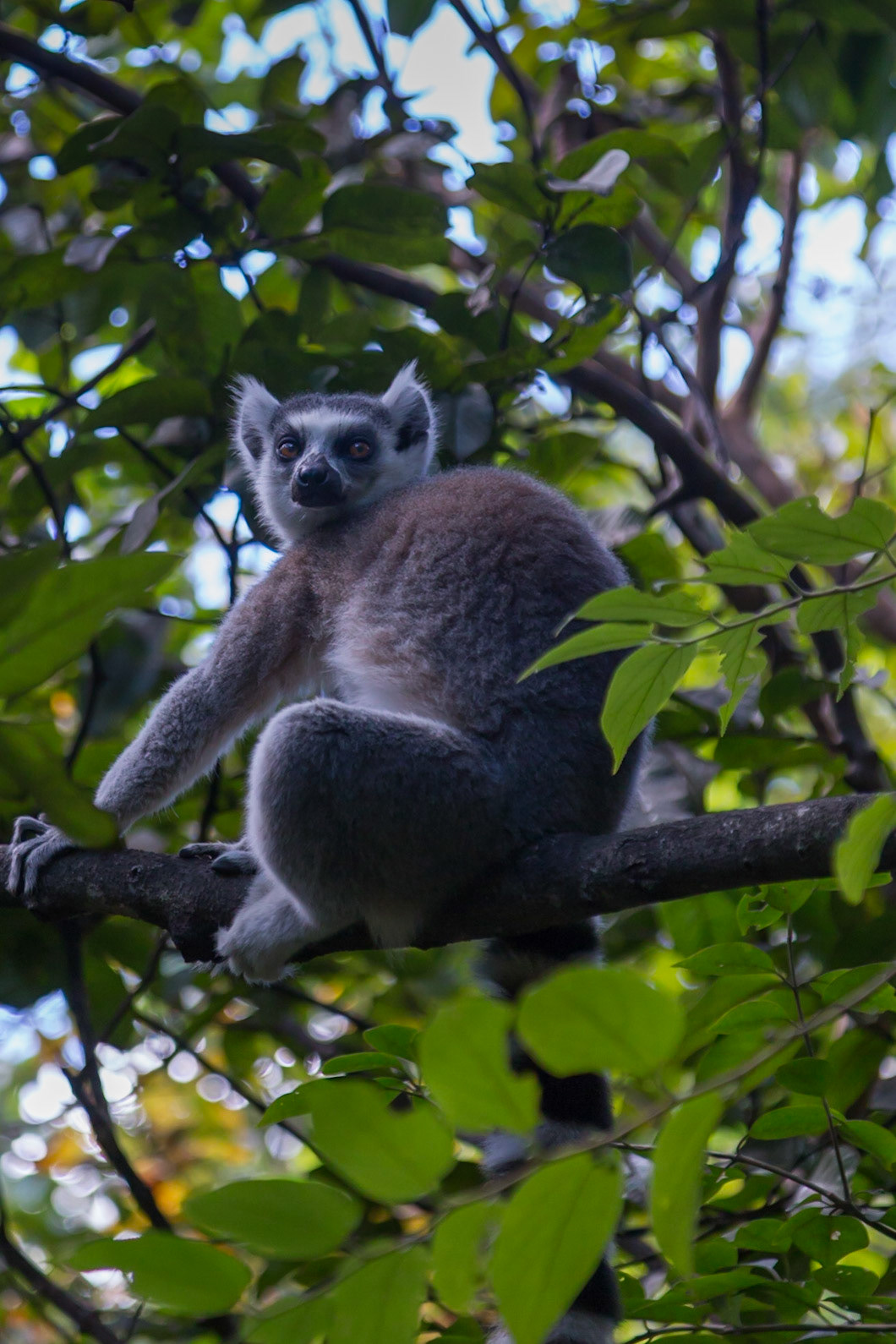 Anja Community Reserve, Haute Matsiatra, Madagascar [Apr 2019]