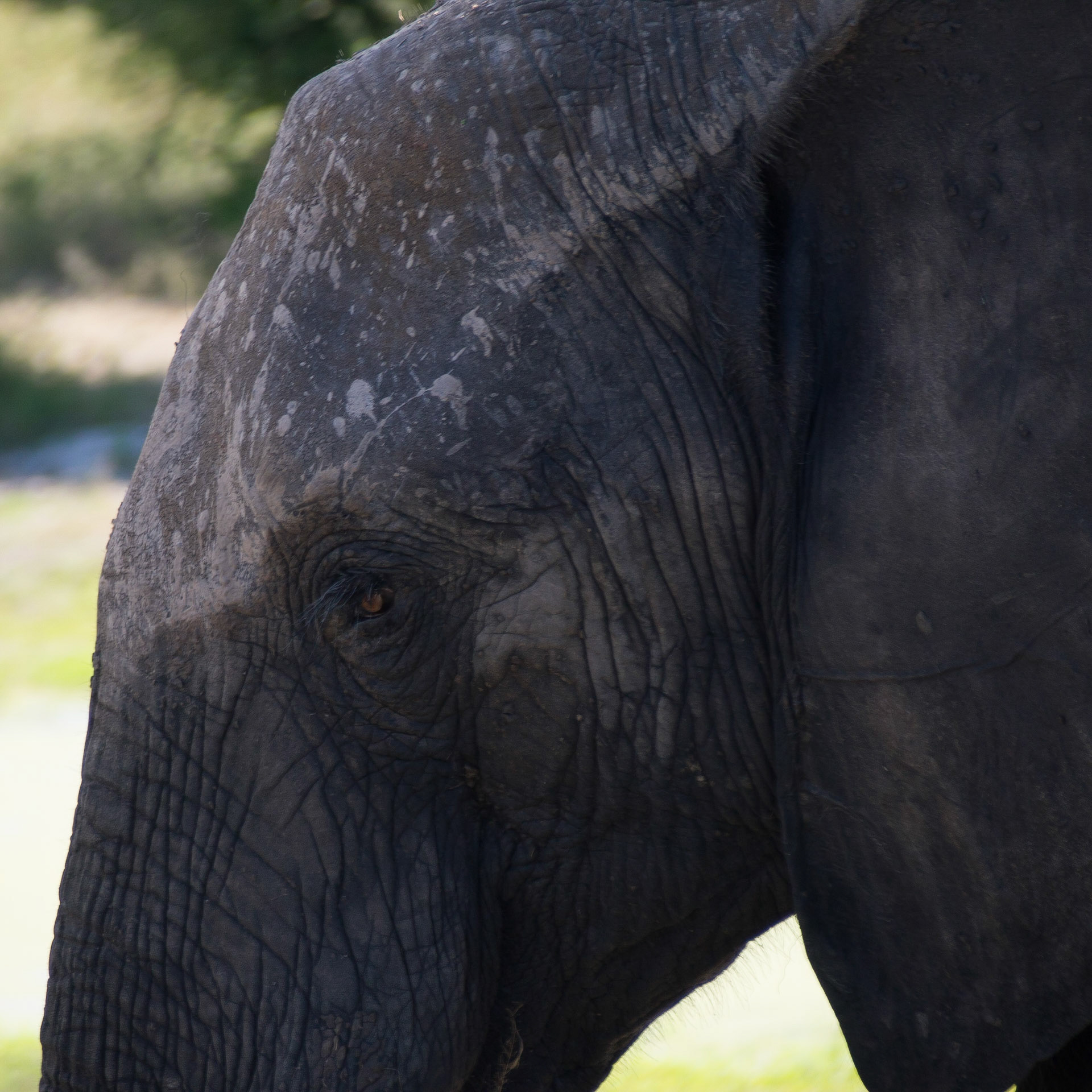 , North West, Botswana [Apr 2014]