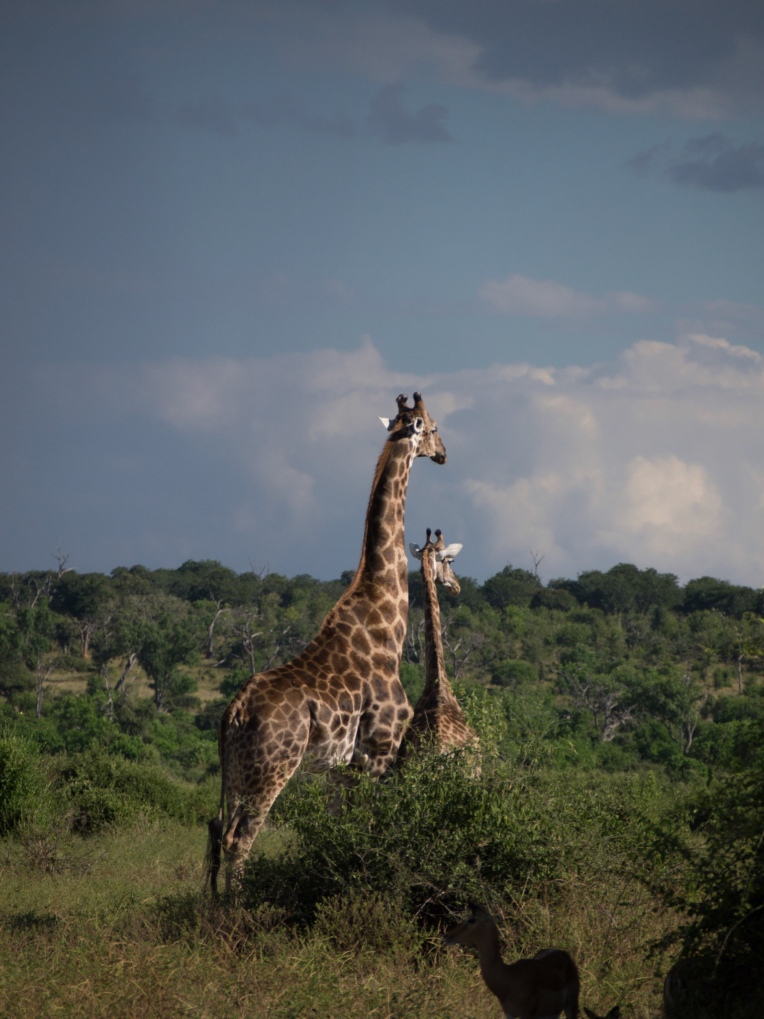 , North West, Botswana [Apr 2014]
