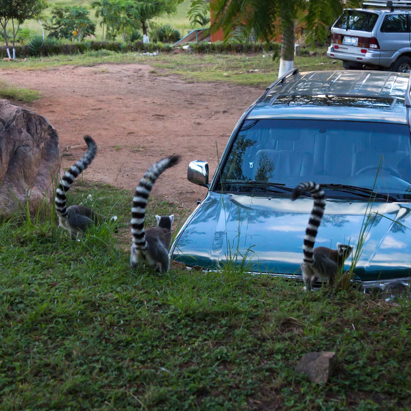 Camp Catta, Haute Matsiatra, Madagascar [Apr 2019]