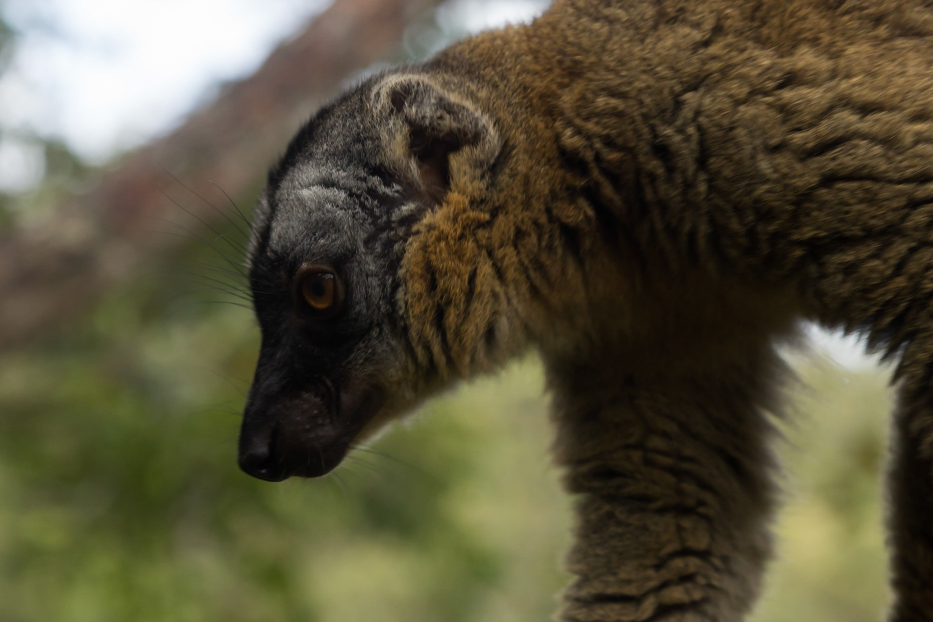 Vakona, Andasibe-Mantadia, Madagascar [Apr 2019]