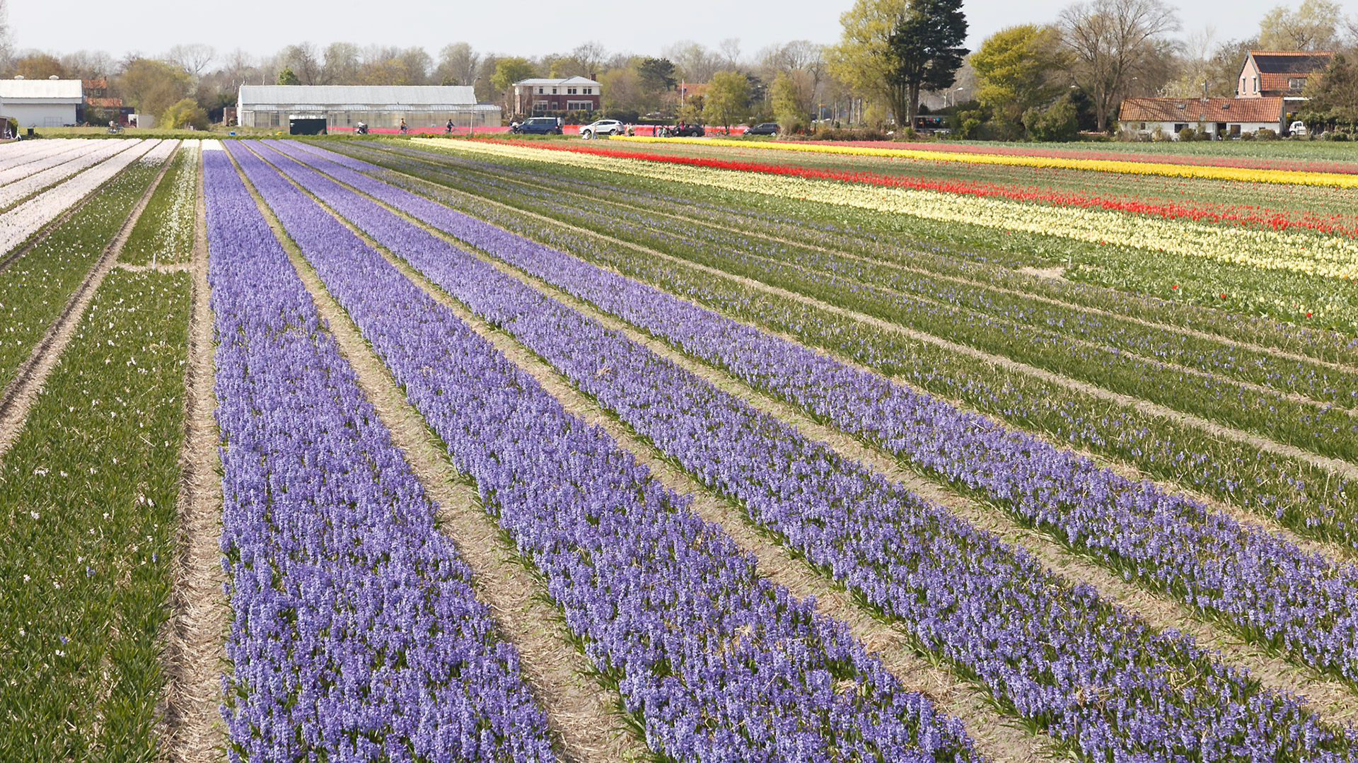 Hillegom, South Holland, Netherlands [Apr 2025]