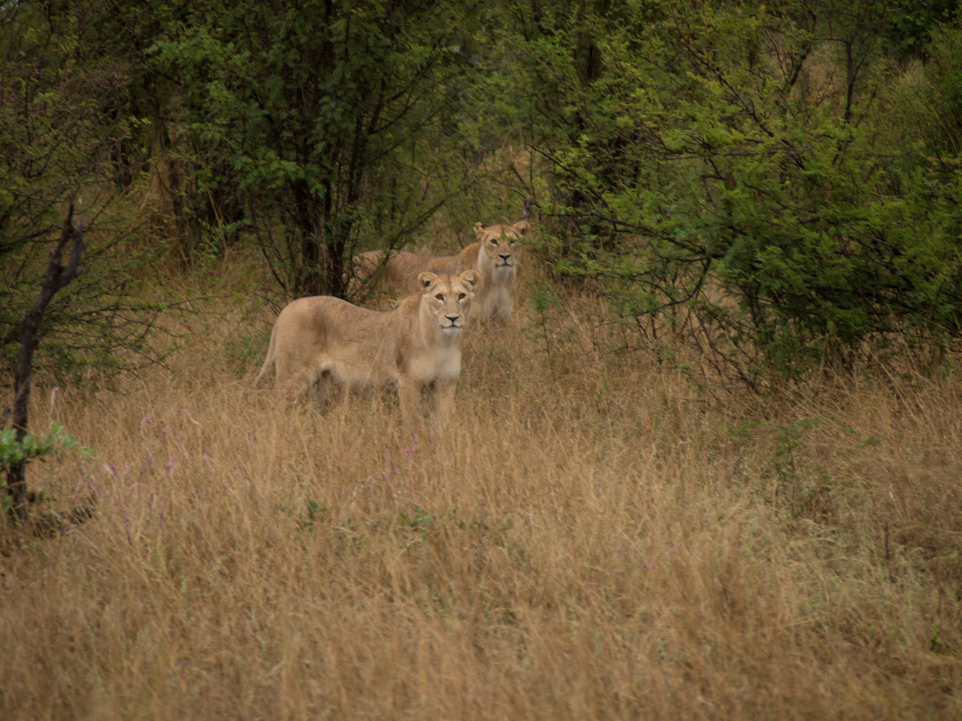 , Central, Botswana [Apr 2014]