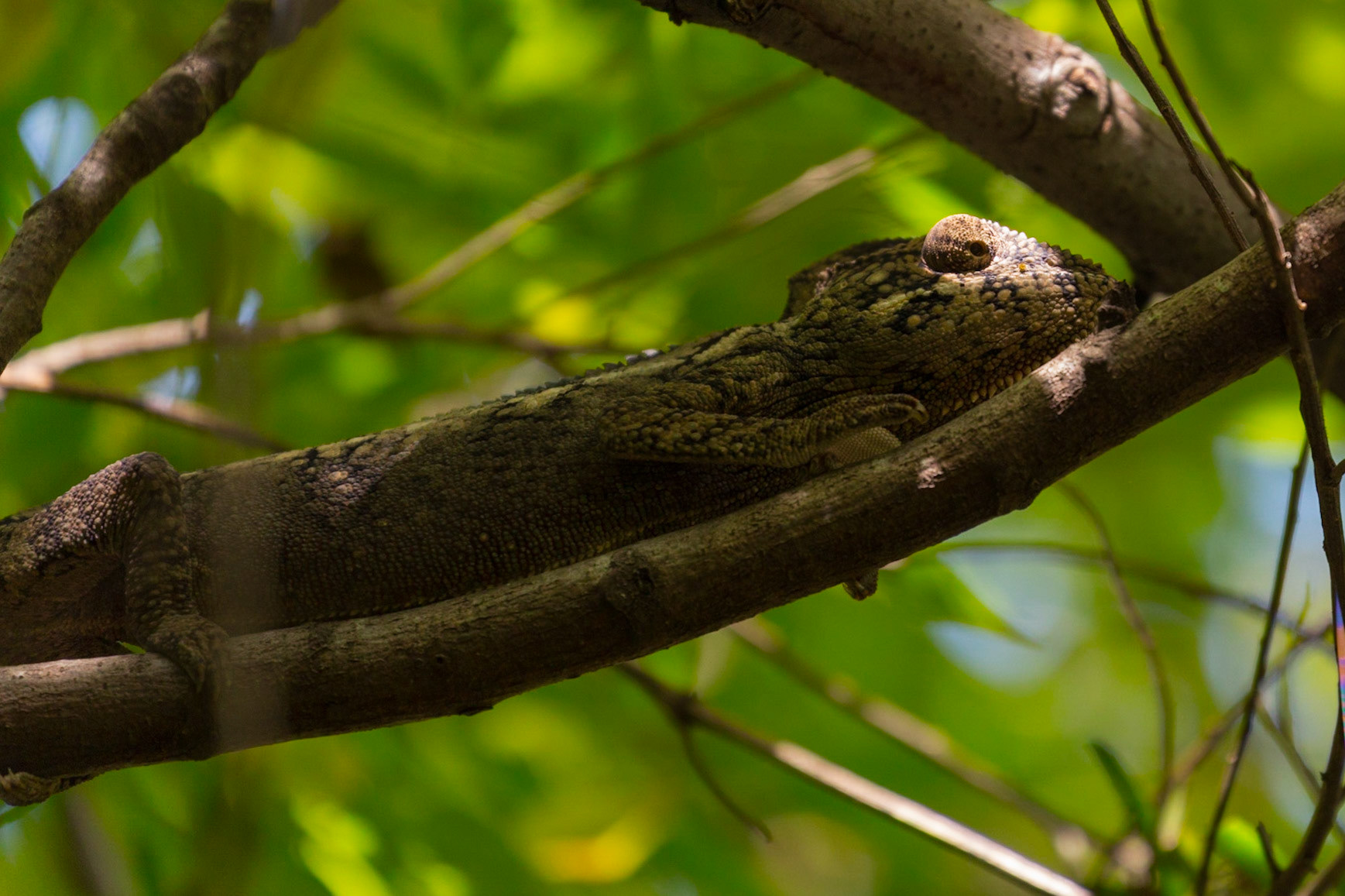 Anja Community Reserve, Haute Matsiatra, Madagascar [Apr 2019]