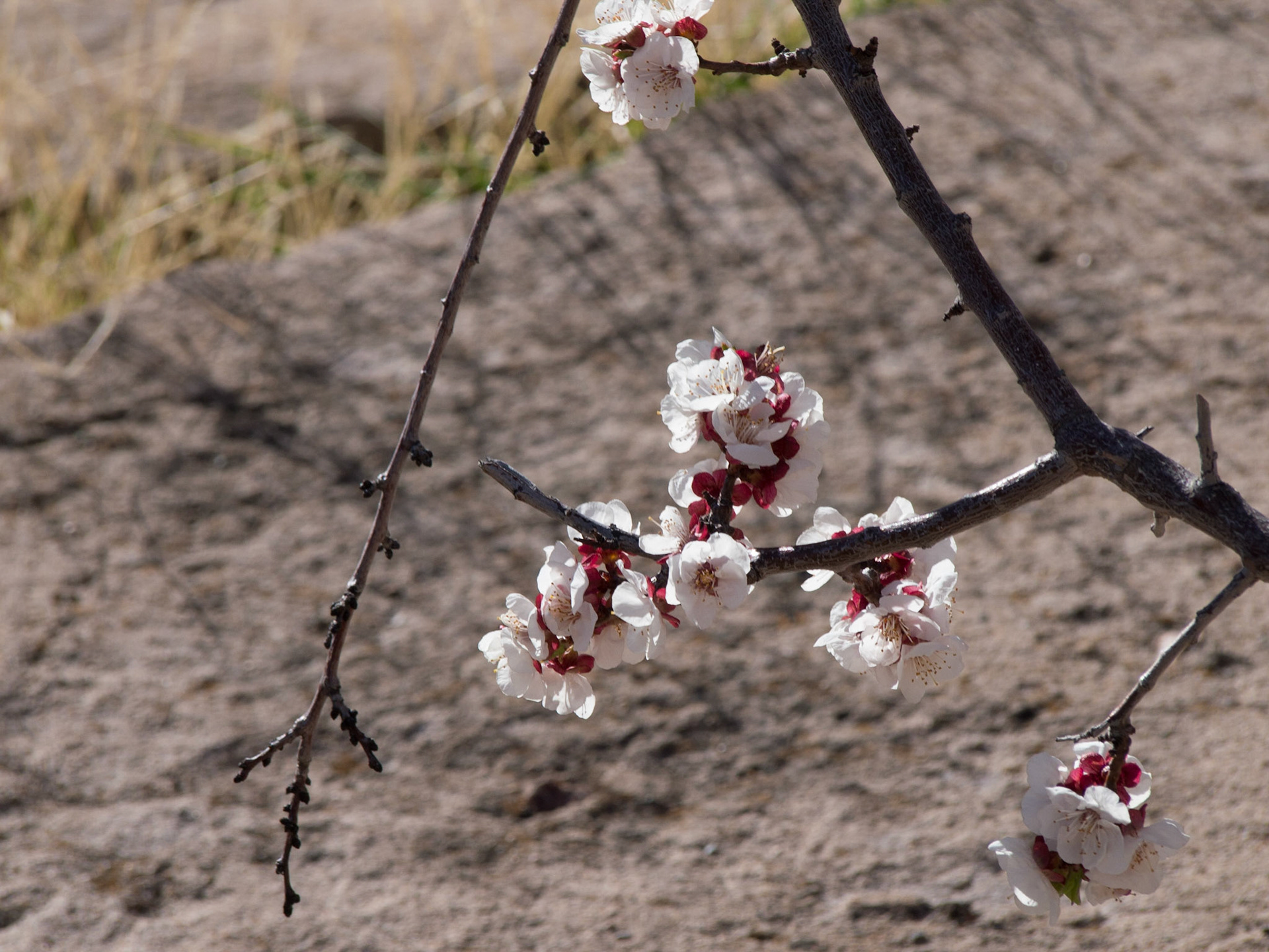 Jerome, Arizona, United States [Mar 2014]