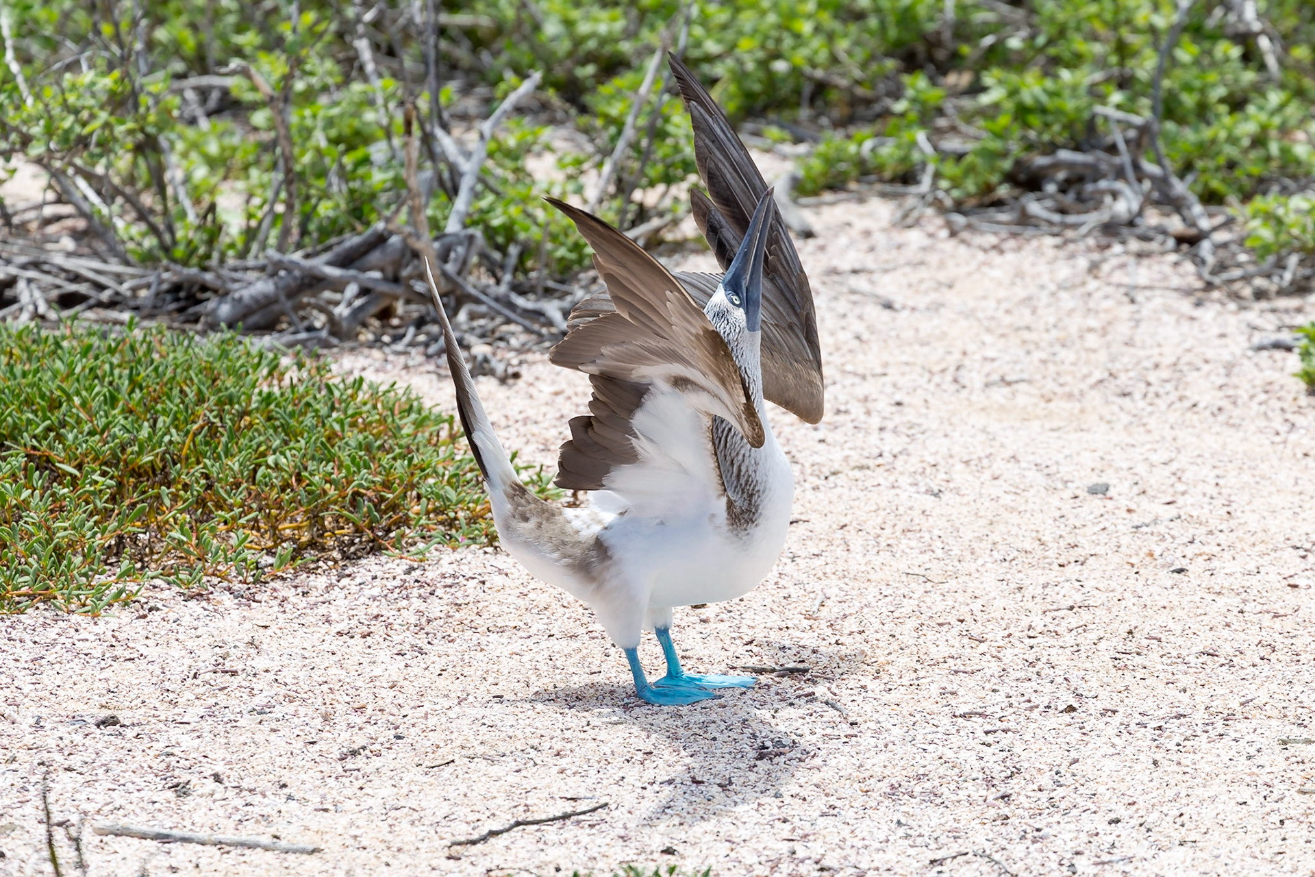 Santa Cruz Canton, Galápagos, Ecuador [Apr 2022]