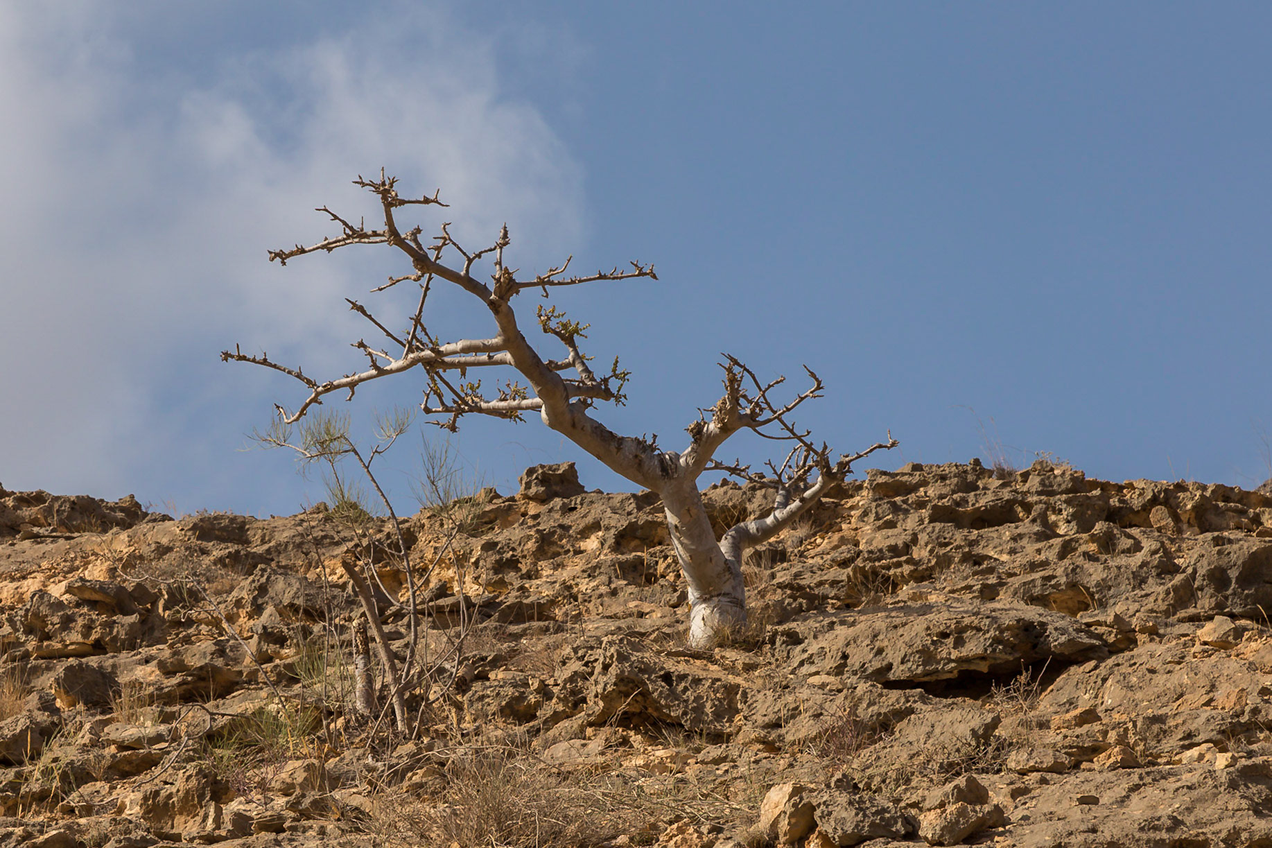 , Dhofar Governorate, Oman [Mar 2018]