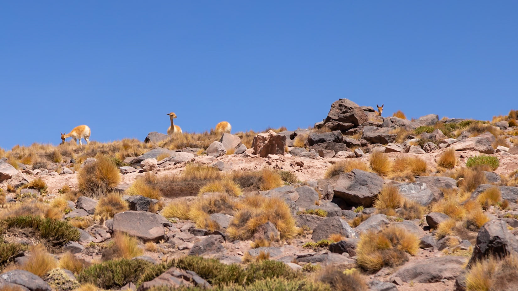San Pedro de Atacama, Antofagasta, Chile [Jan 2024]