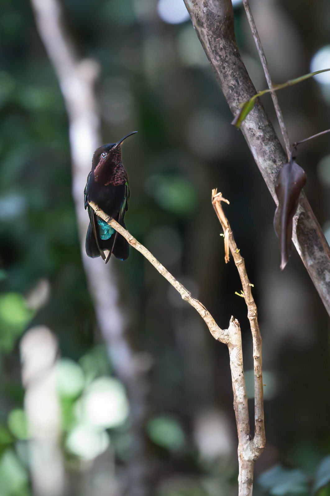 Jardin Botanique, Deshaies, Basse-Terre, Guadeloupe [Jan 2025]