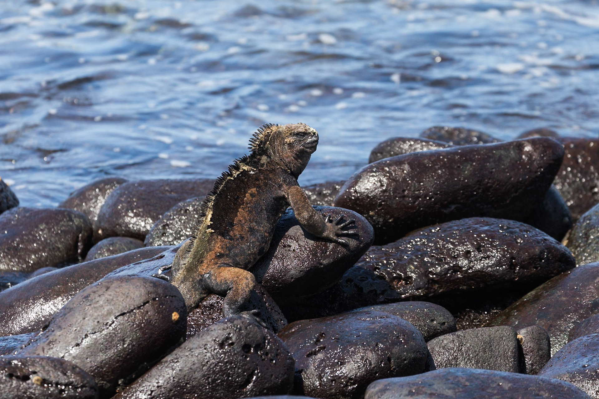 San Cristóbal Canton, Galápagos, Ecuador [Mar 2022]