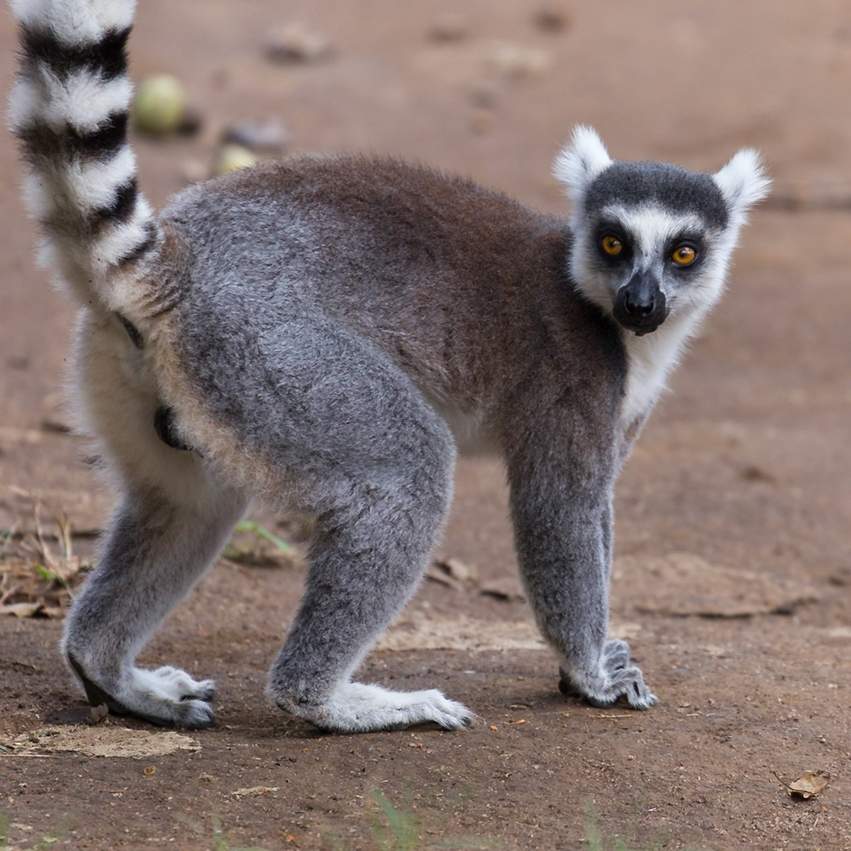 Anja Community Reserve, Haute Matsiatra, Madagascar [Apr 2019]