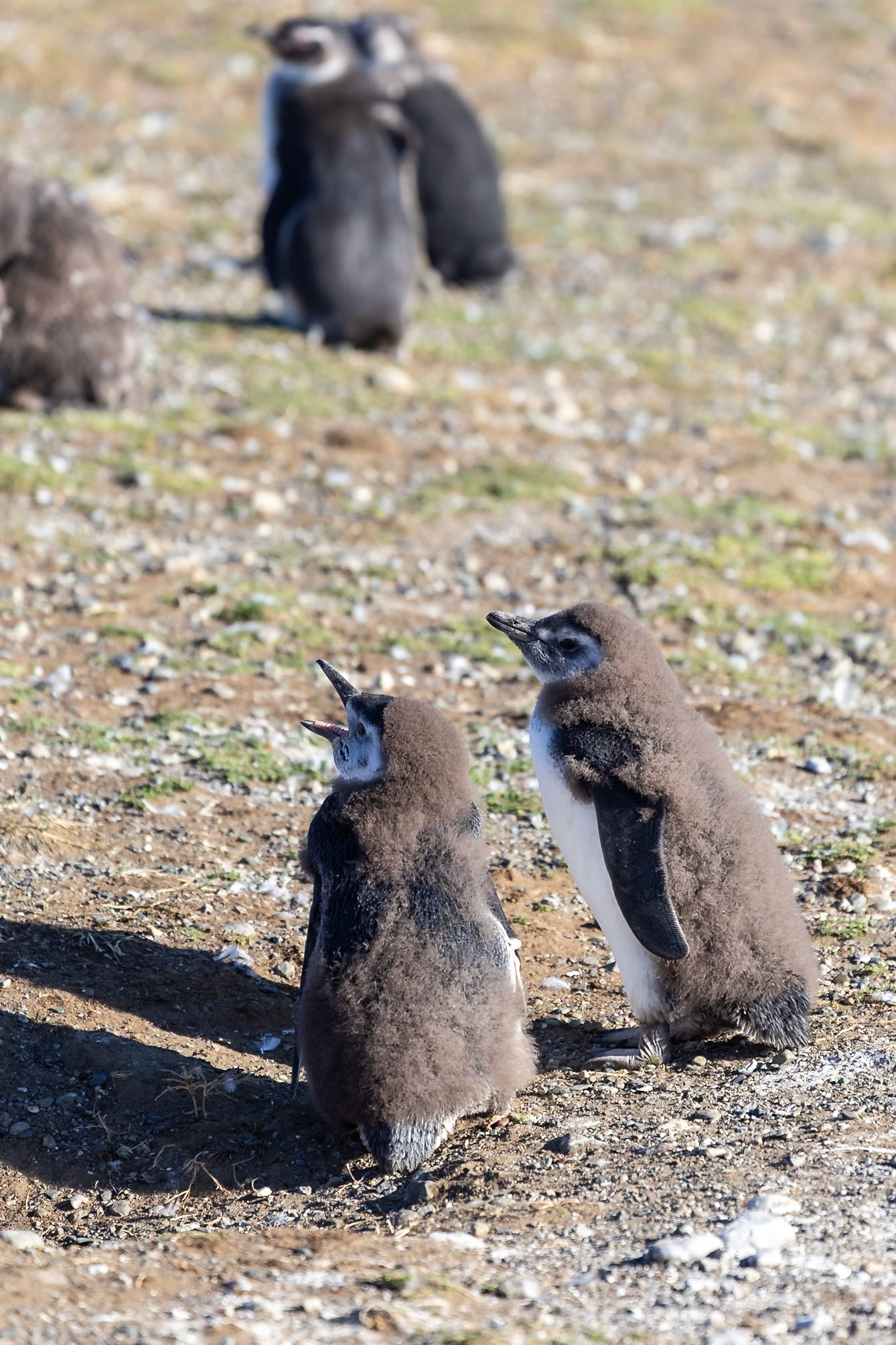 Punta Arenas, Magellan and the Chilean Antarctic, Chile [Jan 2024]