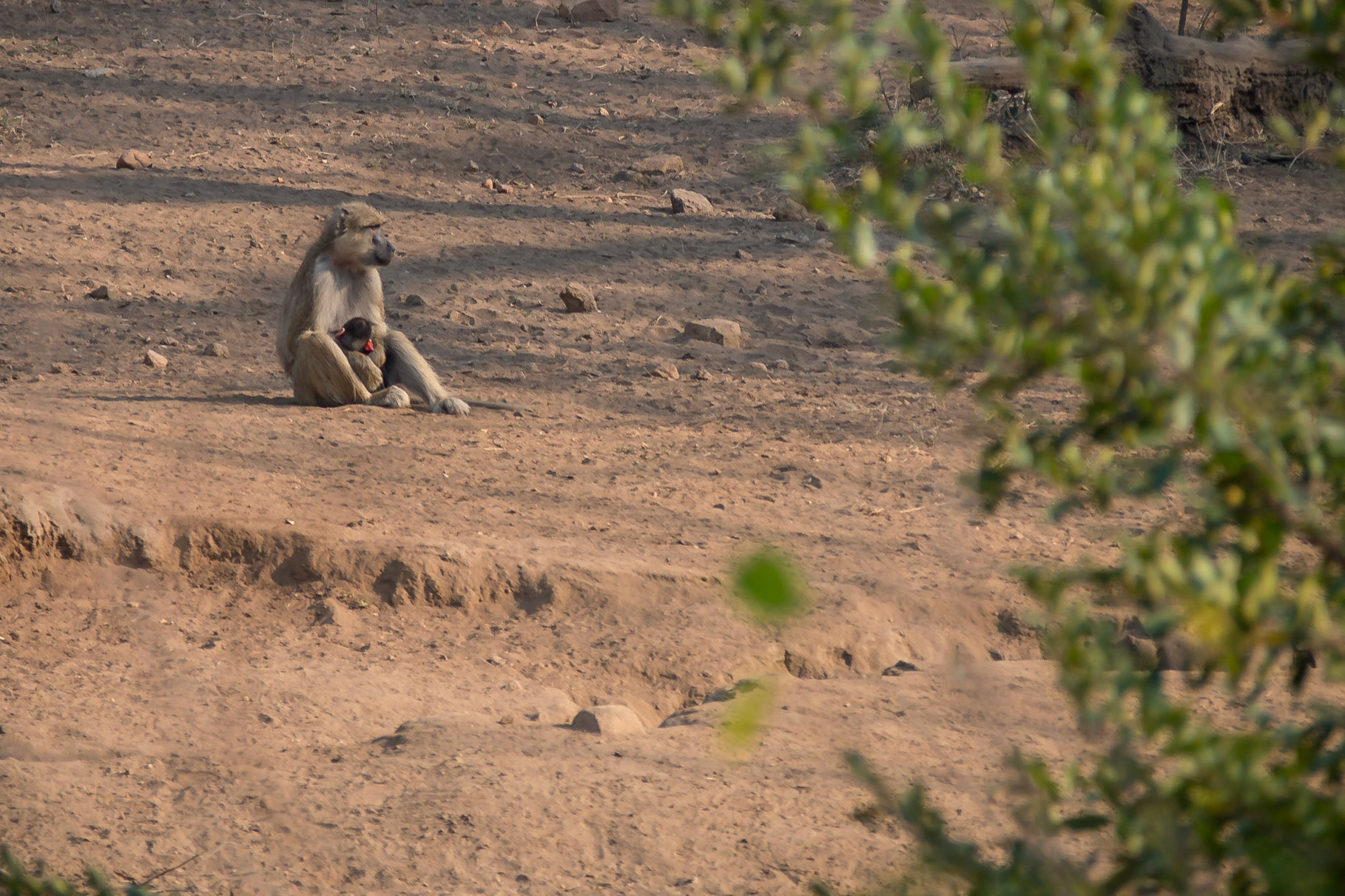 Majete Wildlife Reserve, Southern Region, Malawi [Aug 2016]