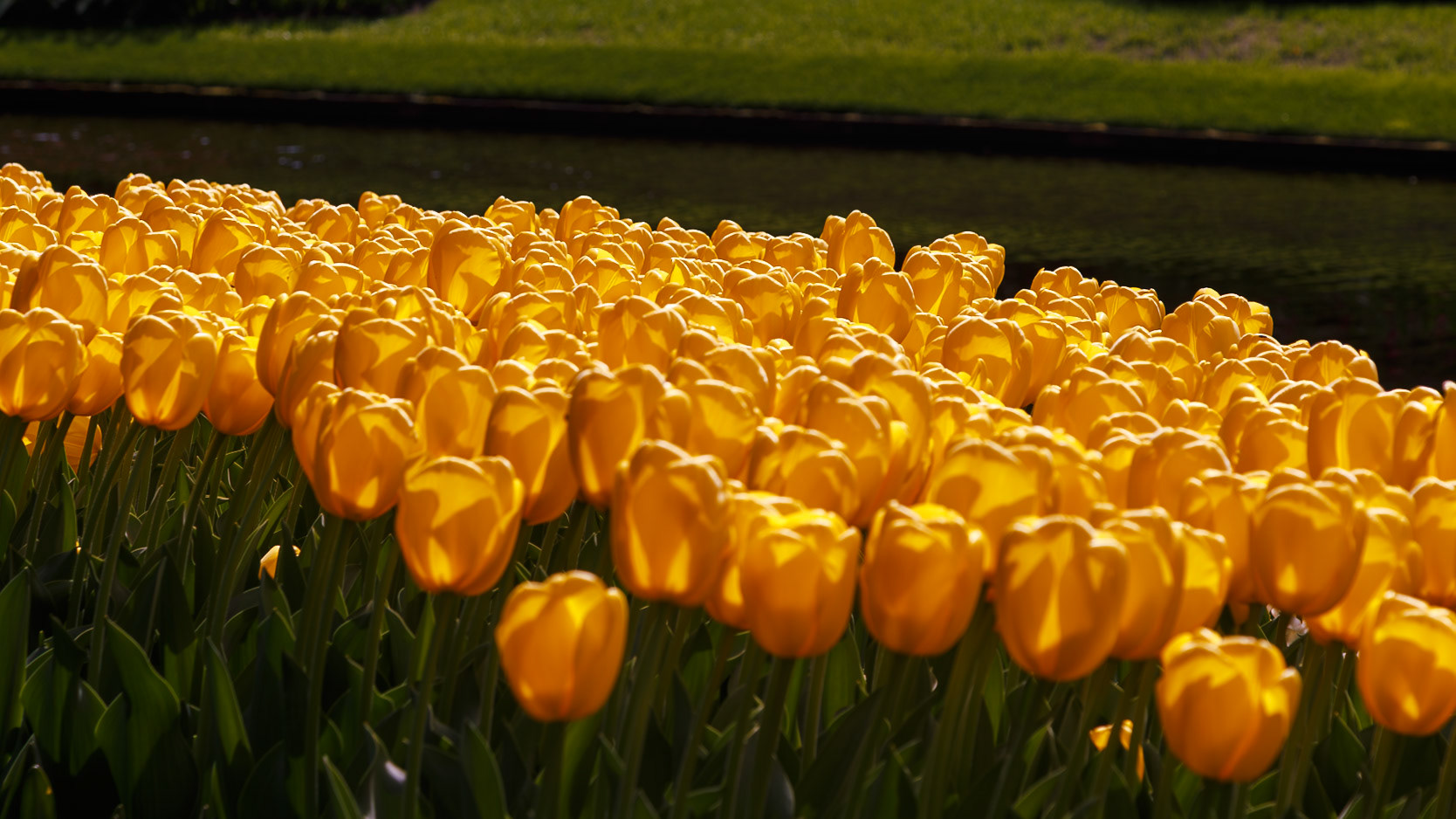 Lisse, South Holland, Netherlands [Apr 2025]