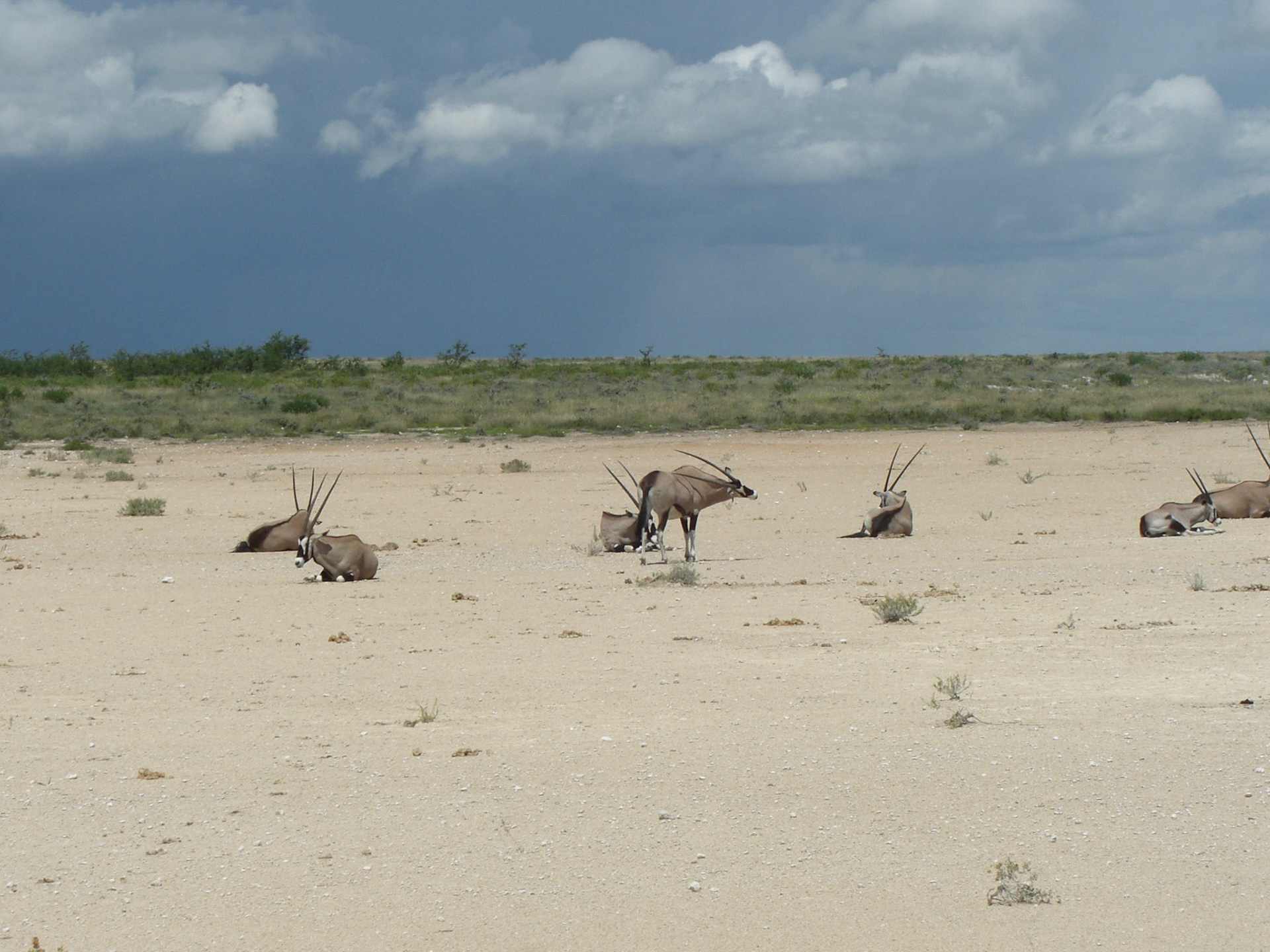 , Oshikoto, Namibia [Mar 2010]
