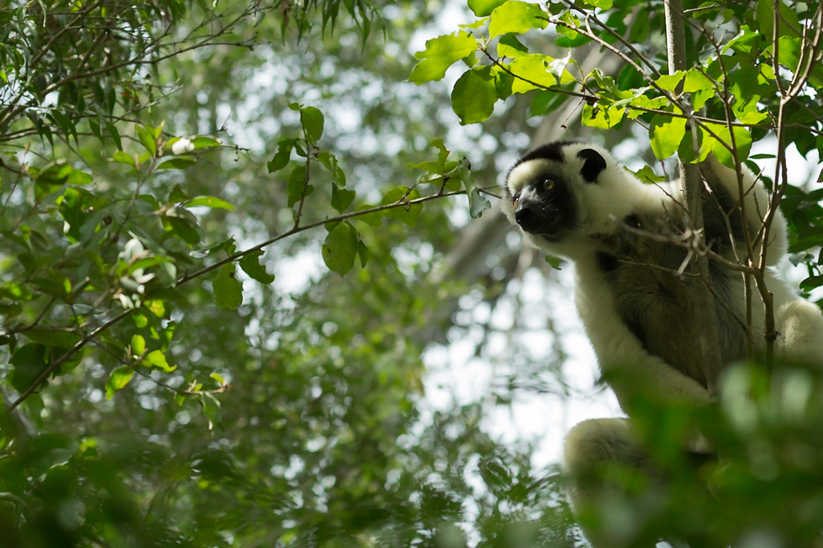 Kirindy, Toliara, Madagascar [Apr 2019]