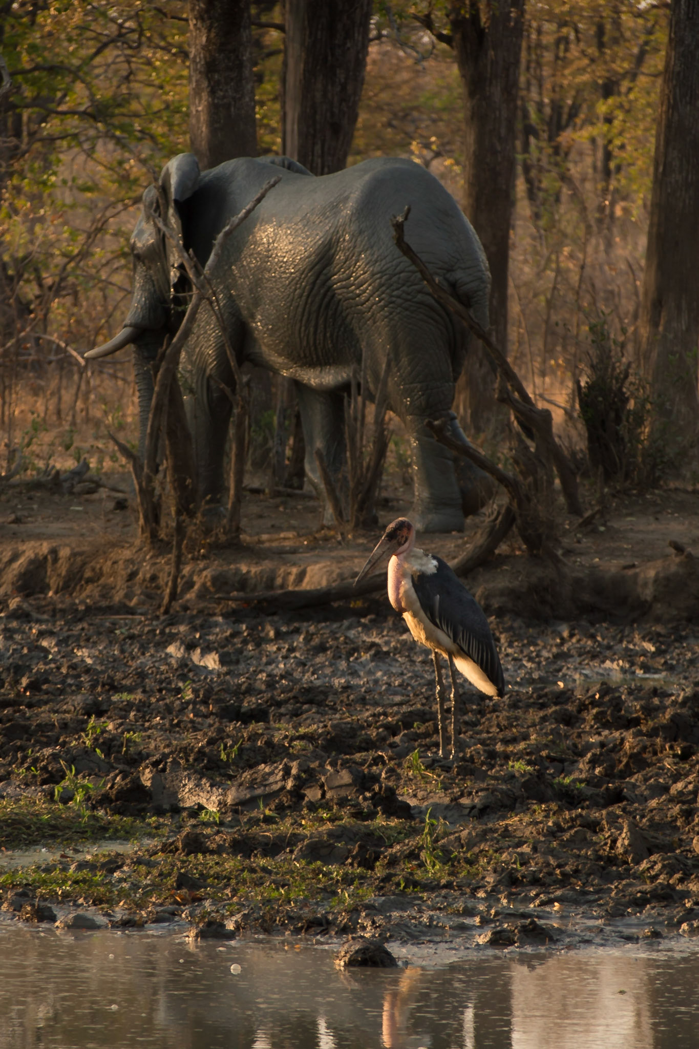 Liwonde, Southern Region, Malawi [Aug 2016]