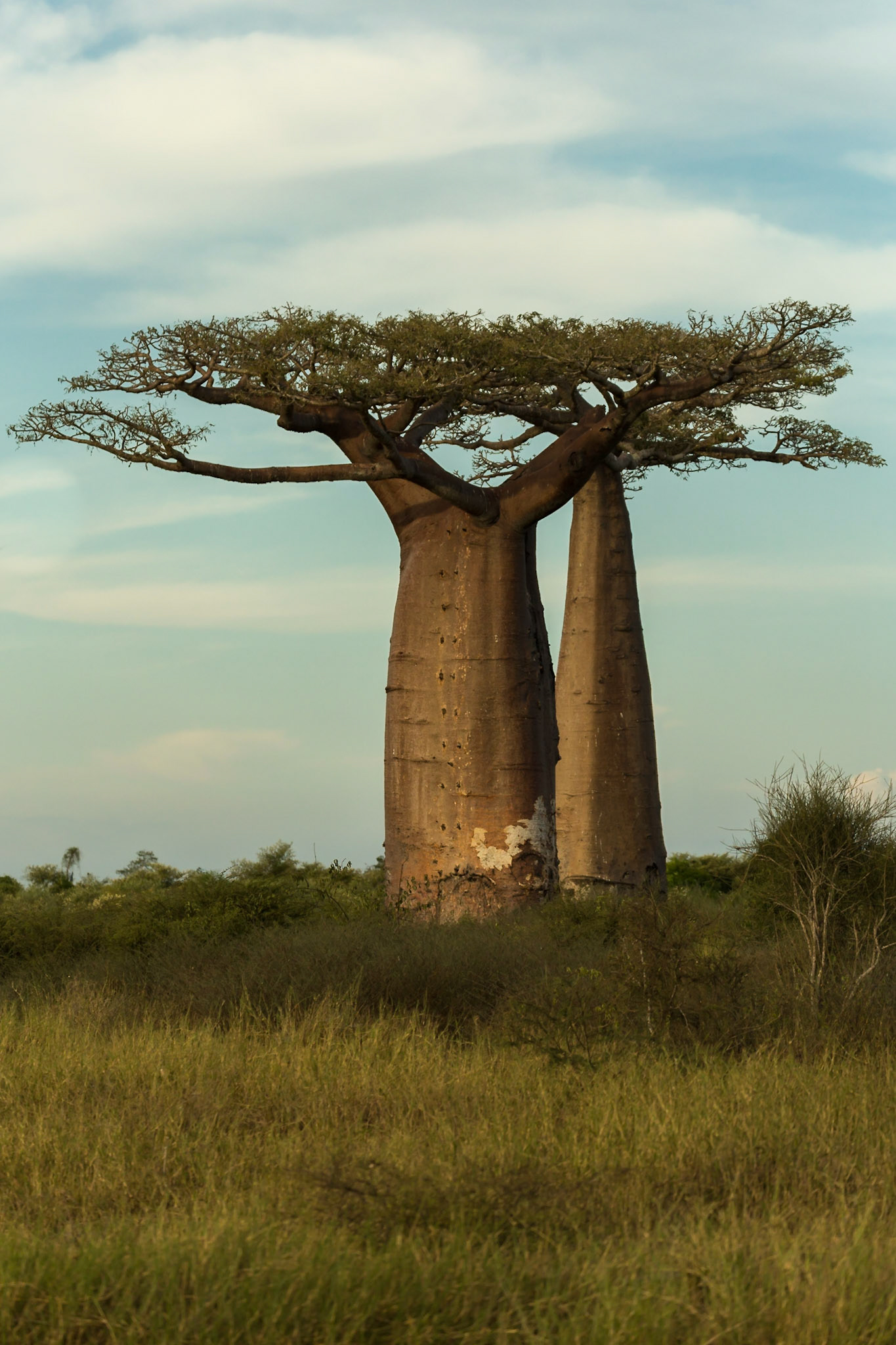 Morondava, Menabe, Madagascar [Apr 2019]