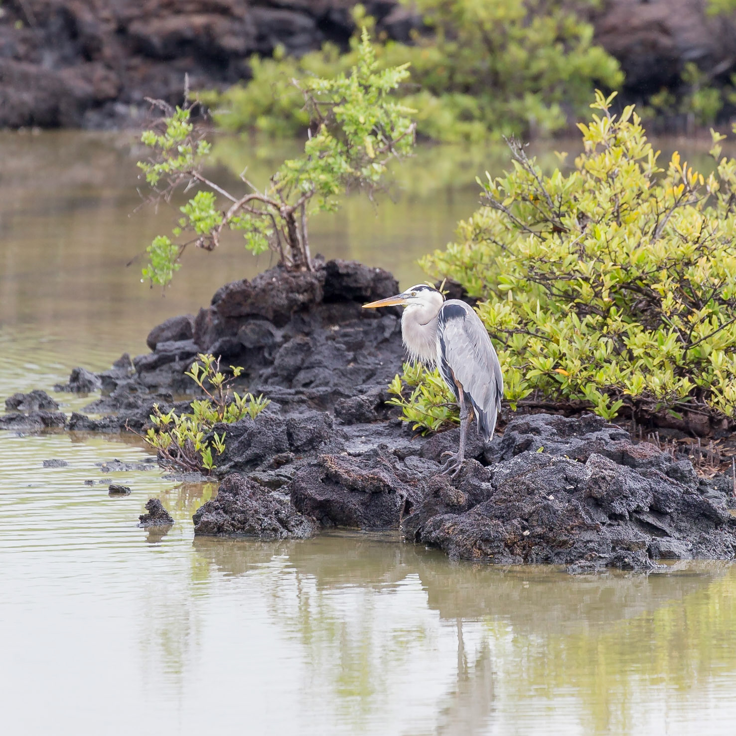 Santa Cruz Canton, Galápagos, Ecuador [Apr 2022]