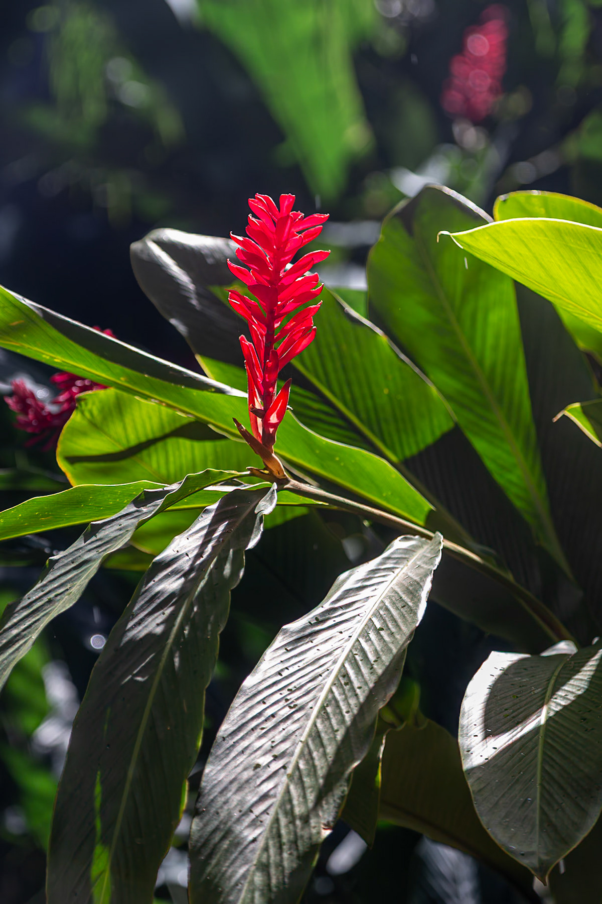 Jardin Botanique, Deshaies, Basse-Terre, Guadeloupe [Jan 2025]