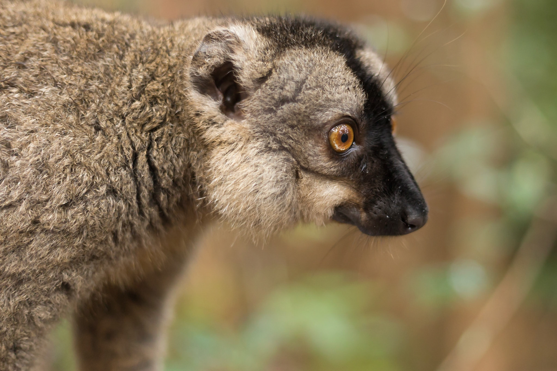 Vakona, Andasibe-Mantadia, Madagascar [Apr 2019]