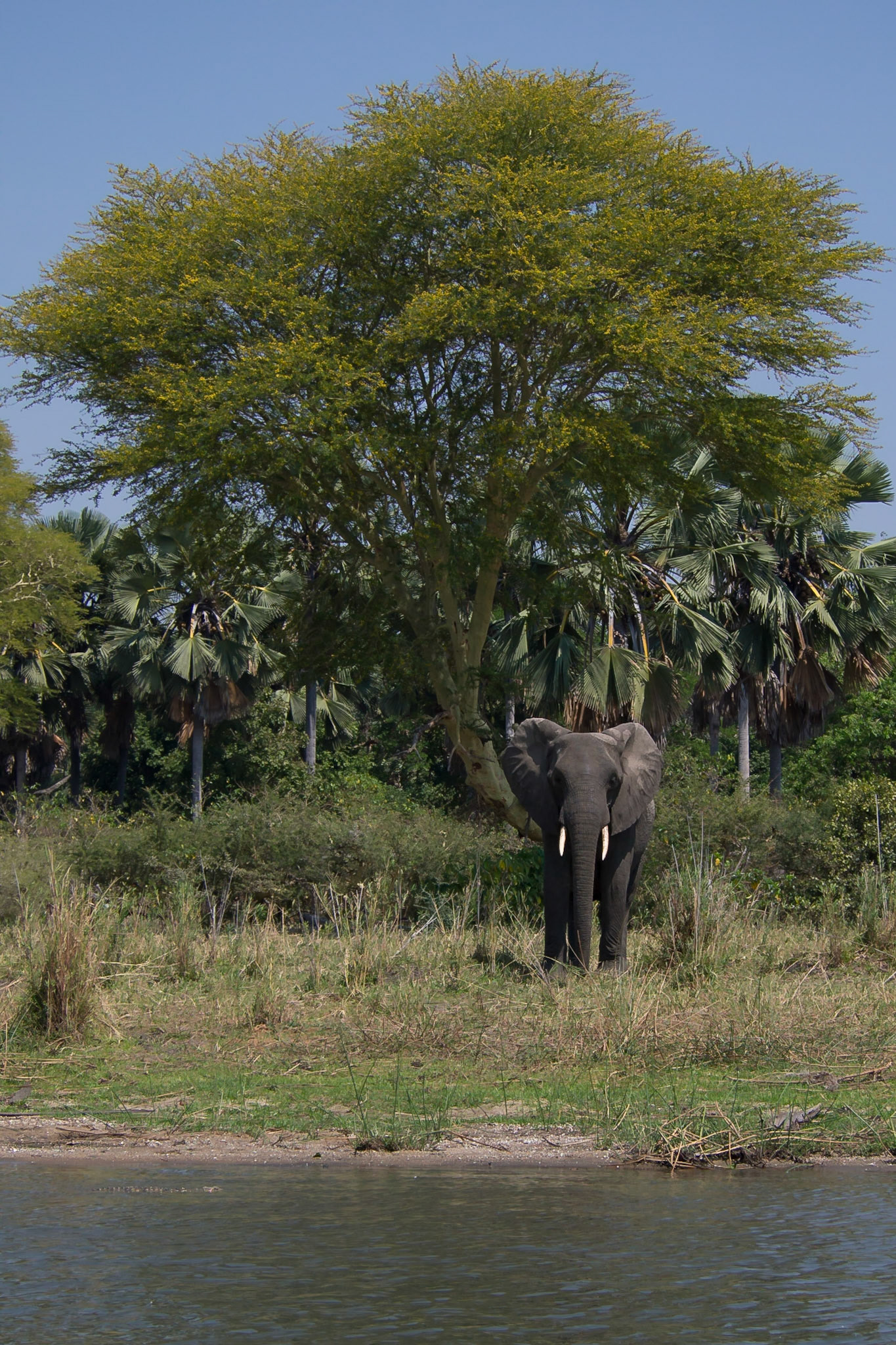 Liwonde, Southern Region, Malawi [Aug 2016]