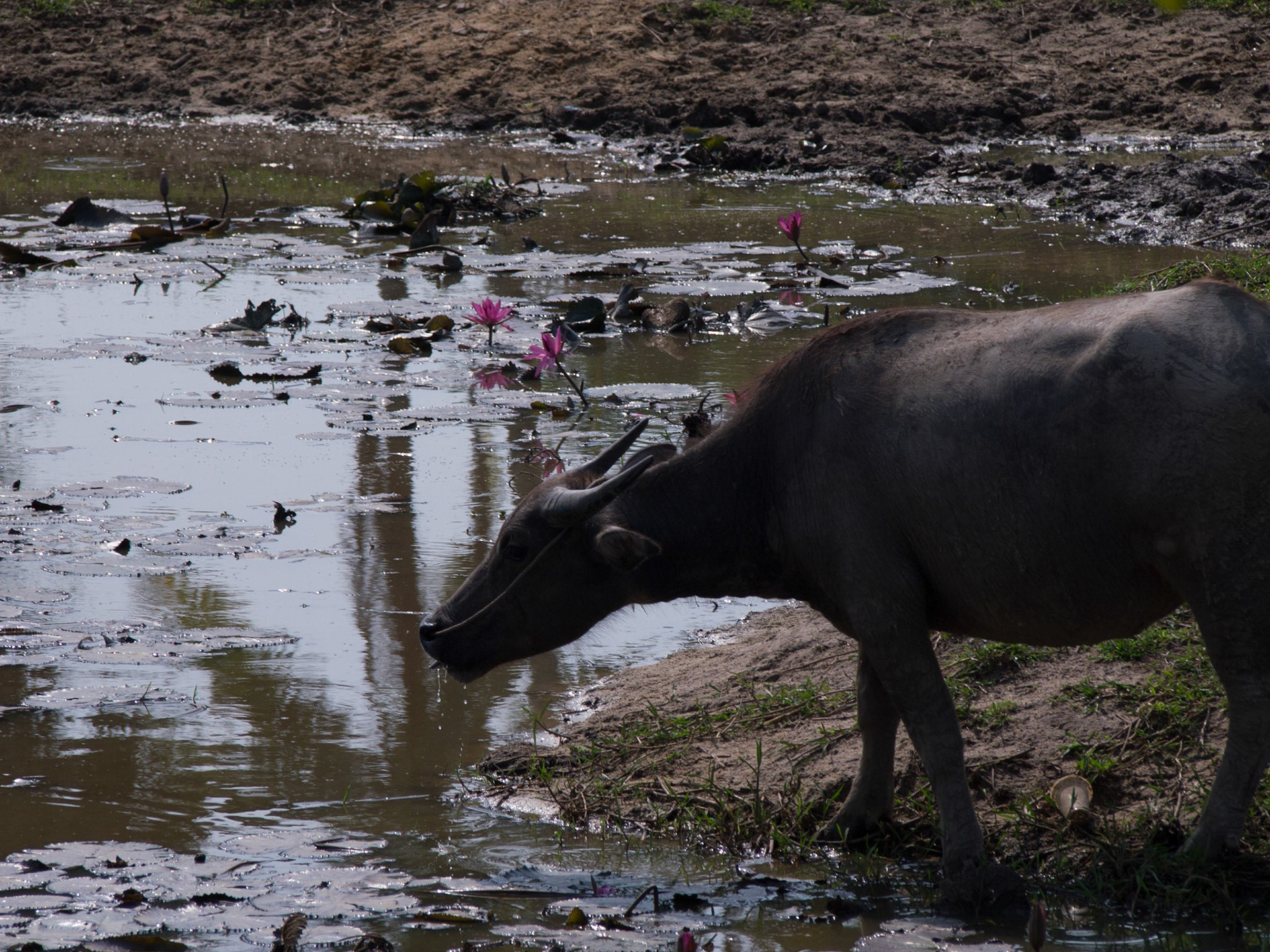 Ream, Sihanoukville, Cambodia [Apr 2015]