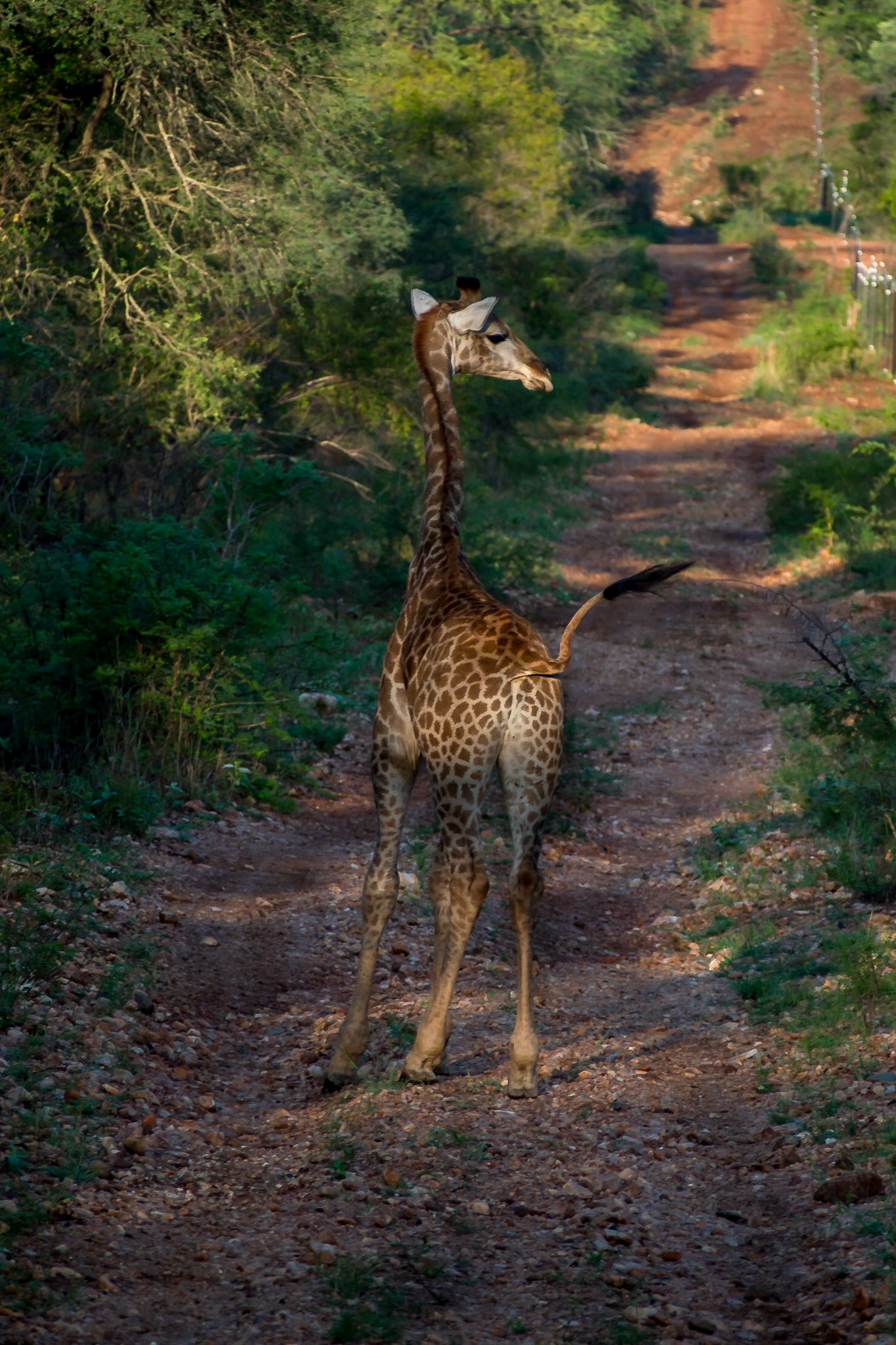 Makalali, Limpopo, South Africa [Mar 2016]