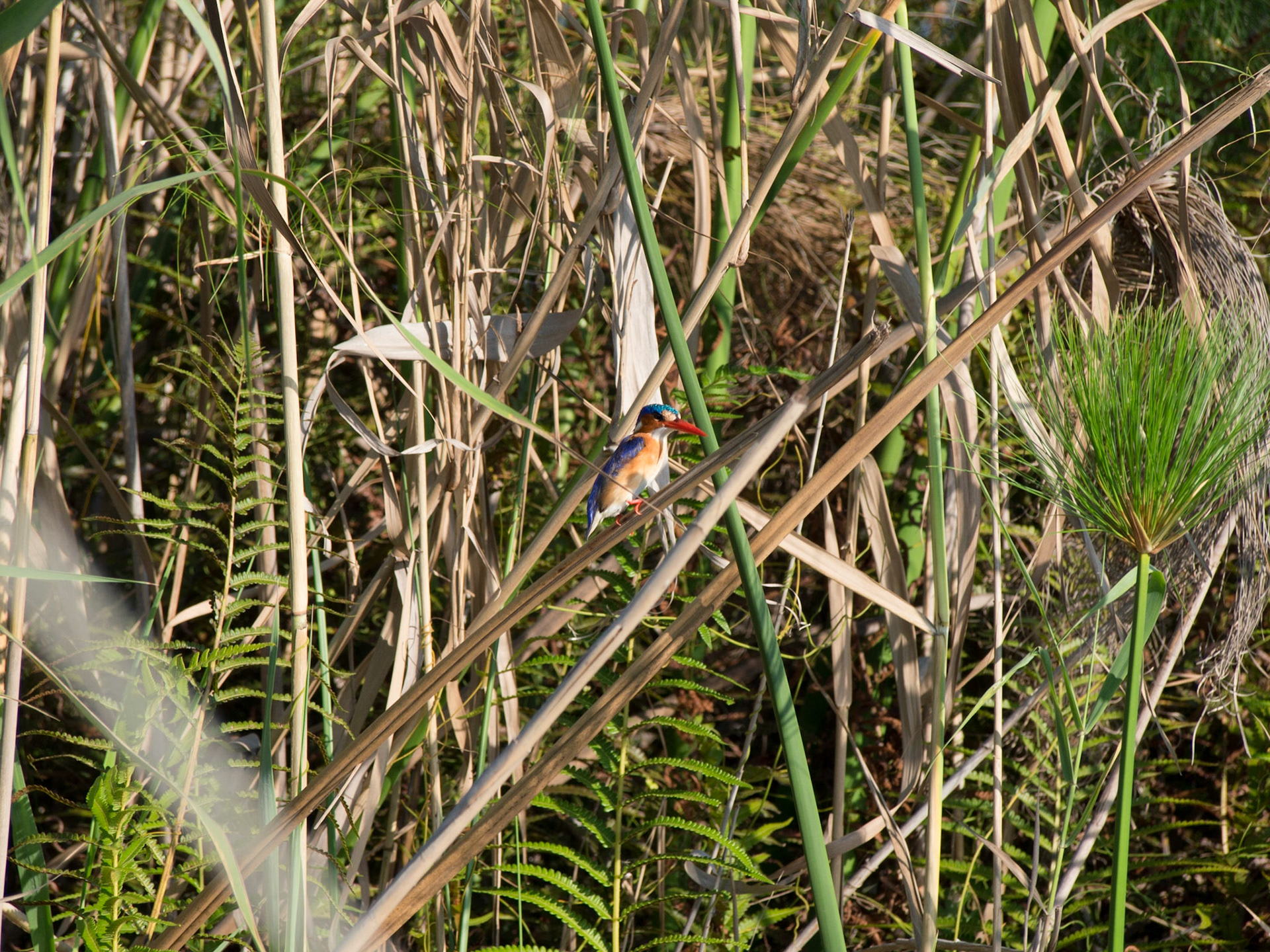 , North West, Botswana [Apr 2014]