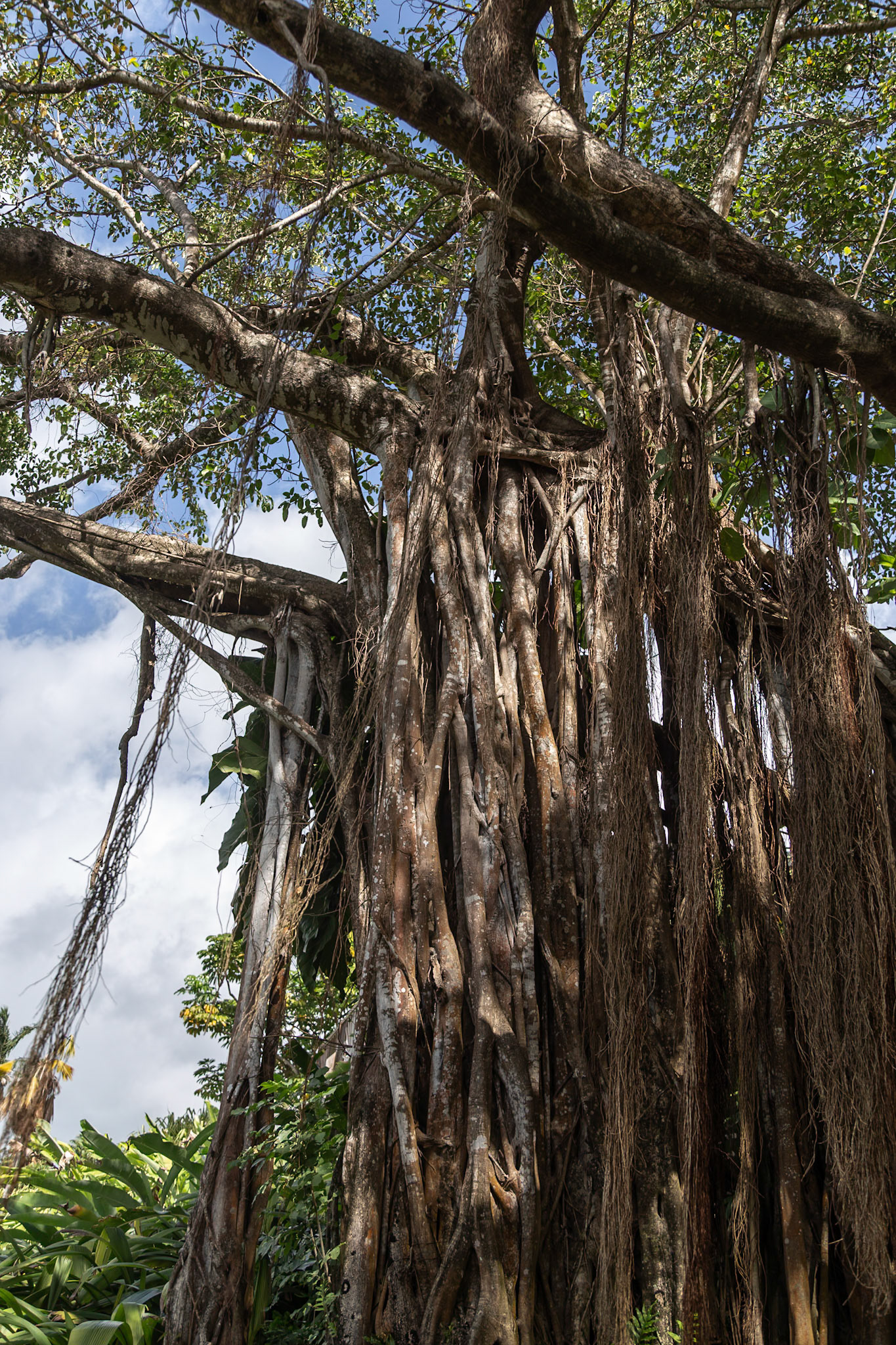 Jardin Botanique, Deshaies, Basse-Terre, Guadeloupe [Jan 2025]