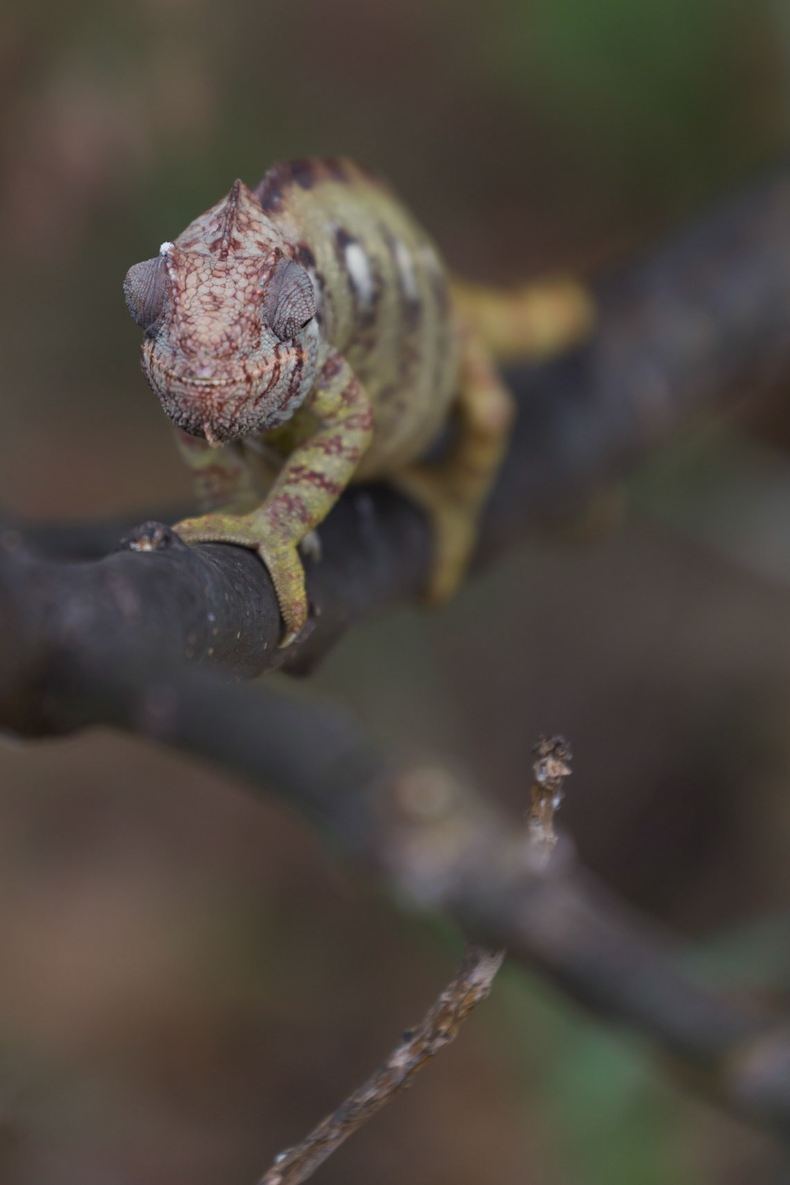 Anja Community Reserve, Haute Matsiatra, Madagascar [Apr 2019]