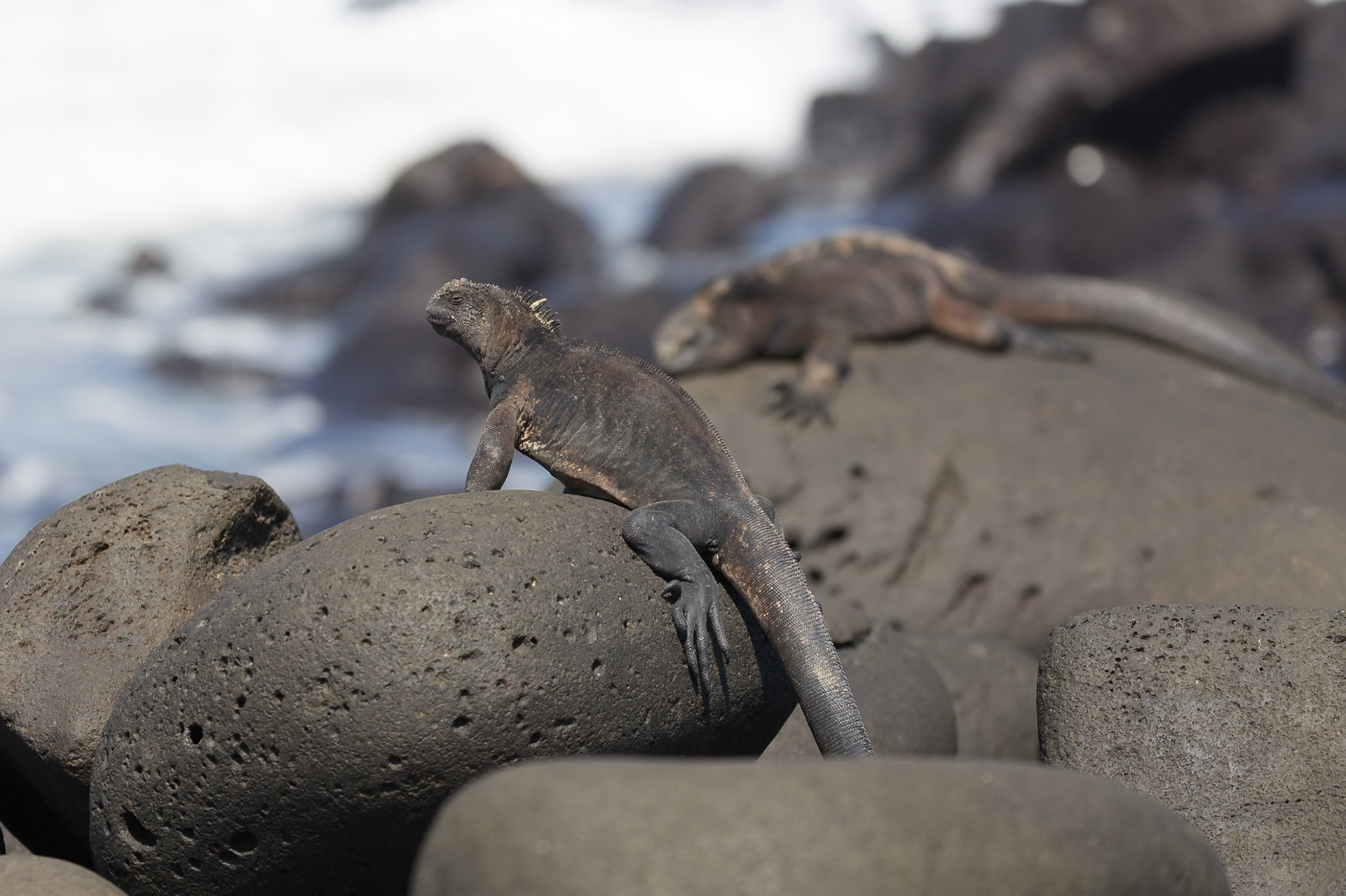 San Cristóbal Canton, Galápagos, Ecuador [Mar 2022]