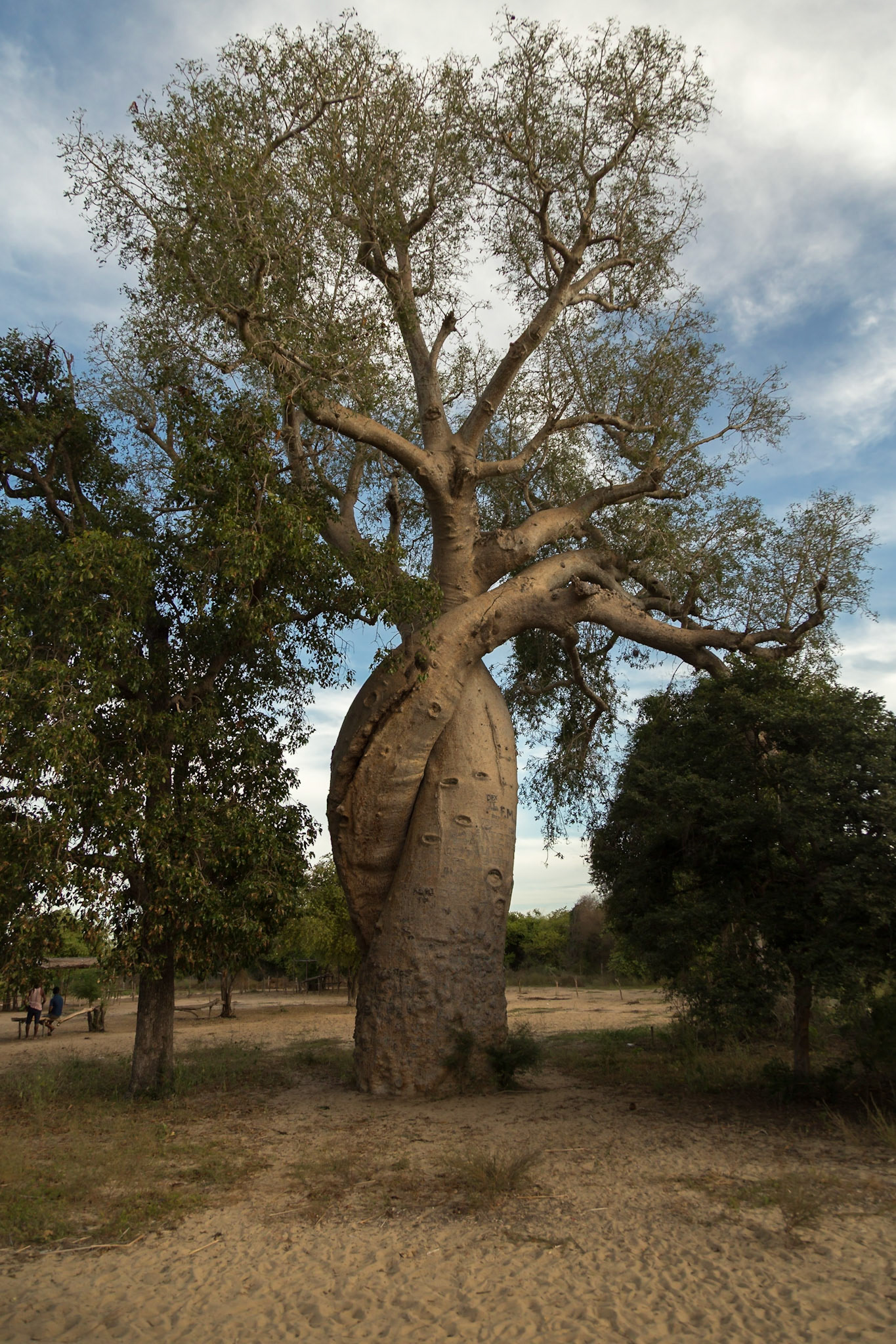 Morondava, Menabe, Madagascar [Apr 2019]
