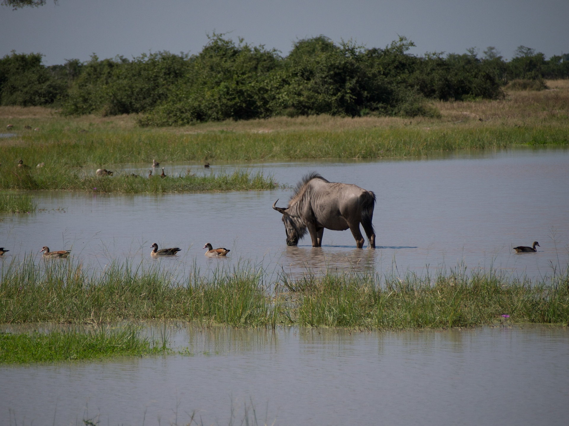 Savuti, North West, Botswana [Apr 2014]