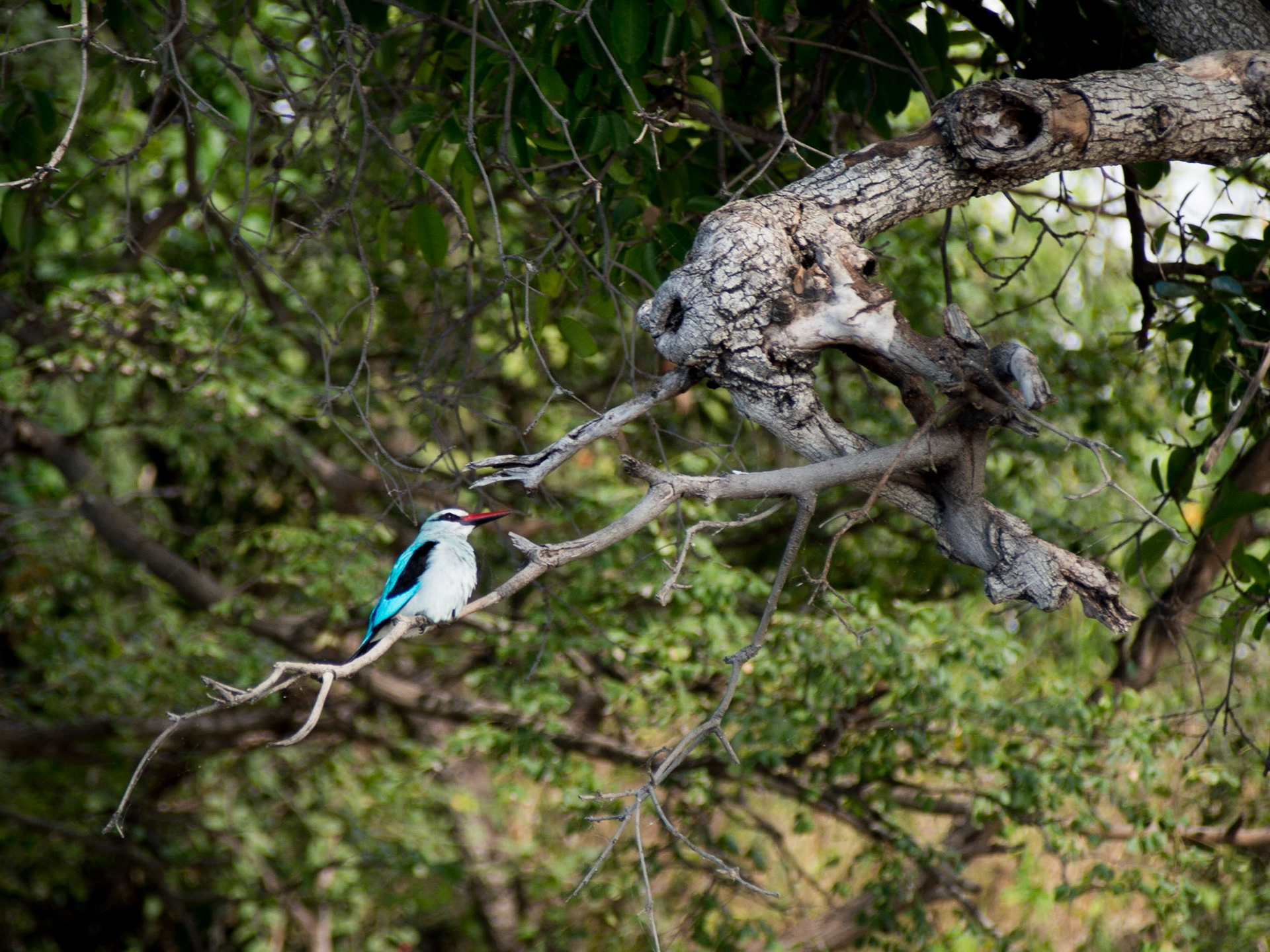 , North West, Botswana [Apr 2014]