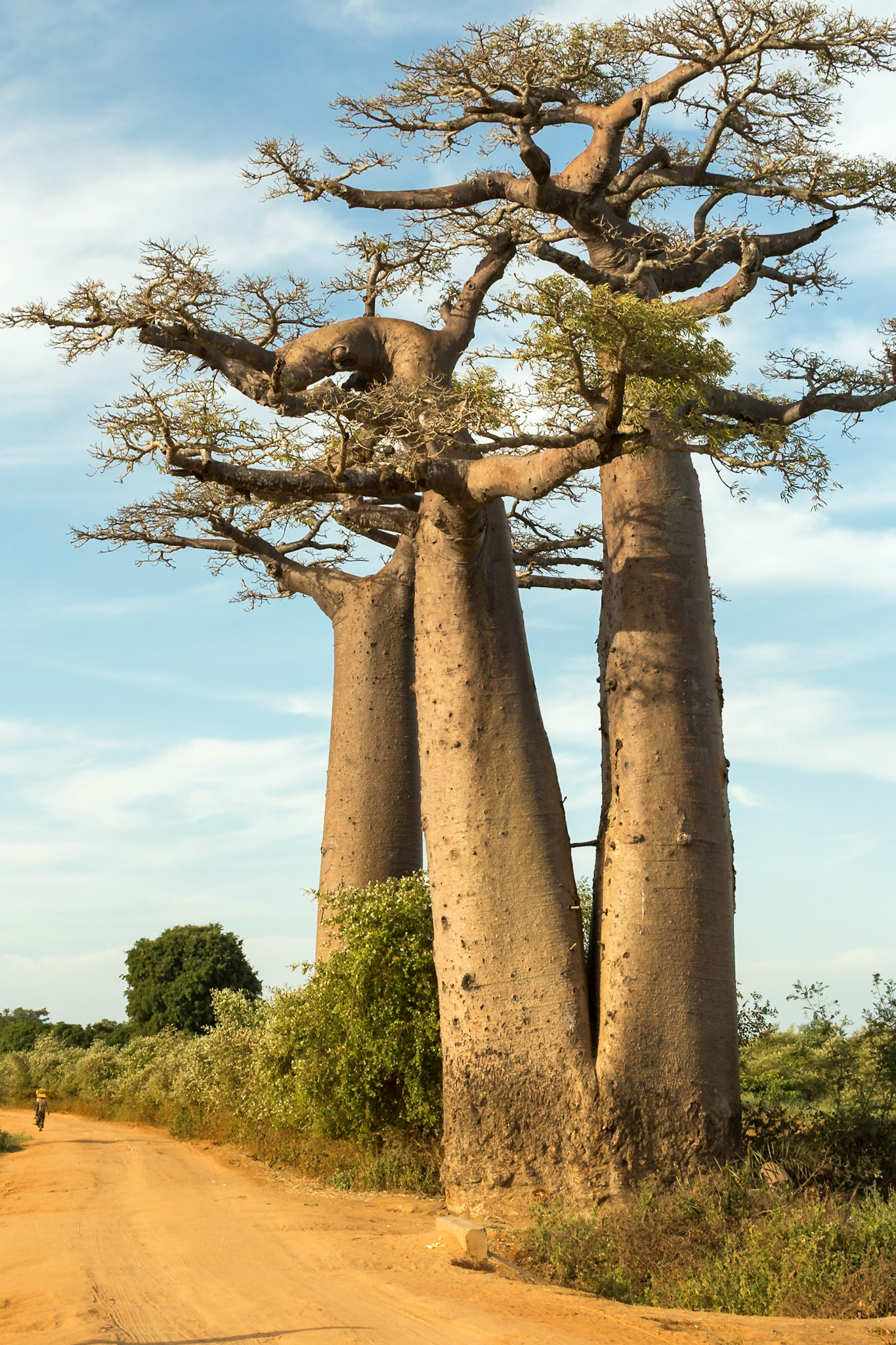 Morondava, Menabe, Madagascar [Apr 2019]