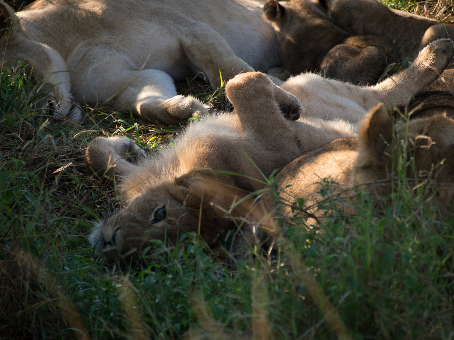 , North West, Botswana [Apr 2014]
