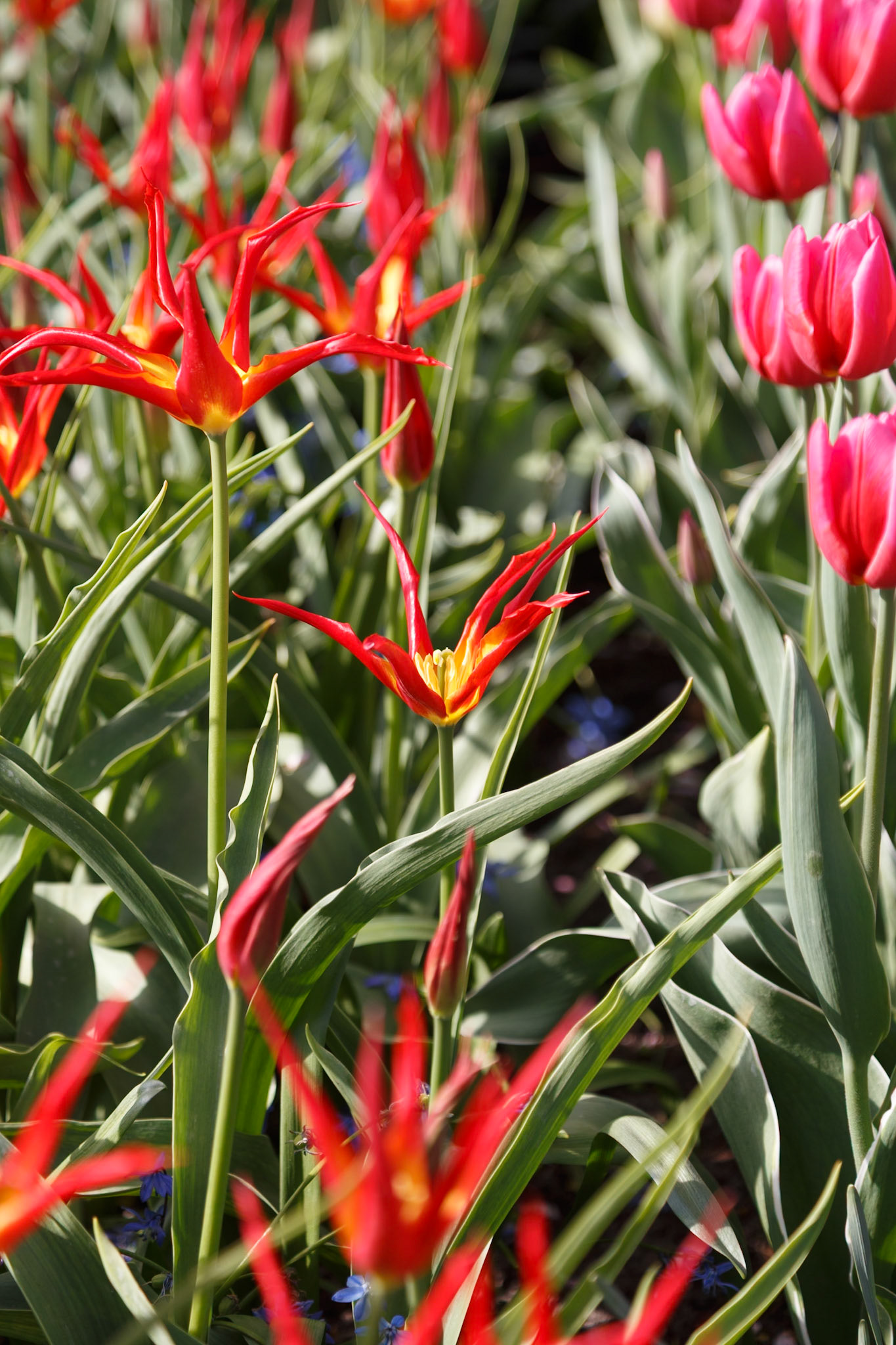 Lisse, South Holland, Netherlands [Apr 2025]