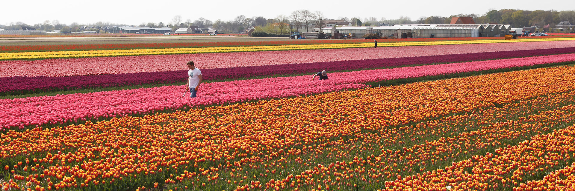 Hillegom, South Holland, Netherlands [Apr 2025]