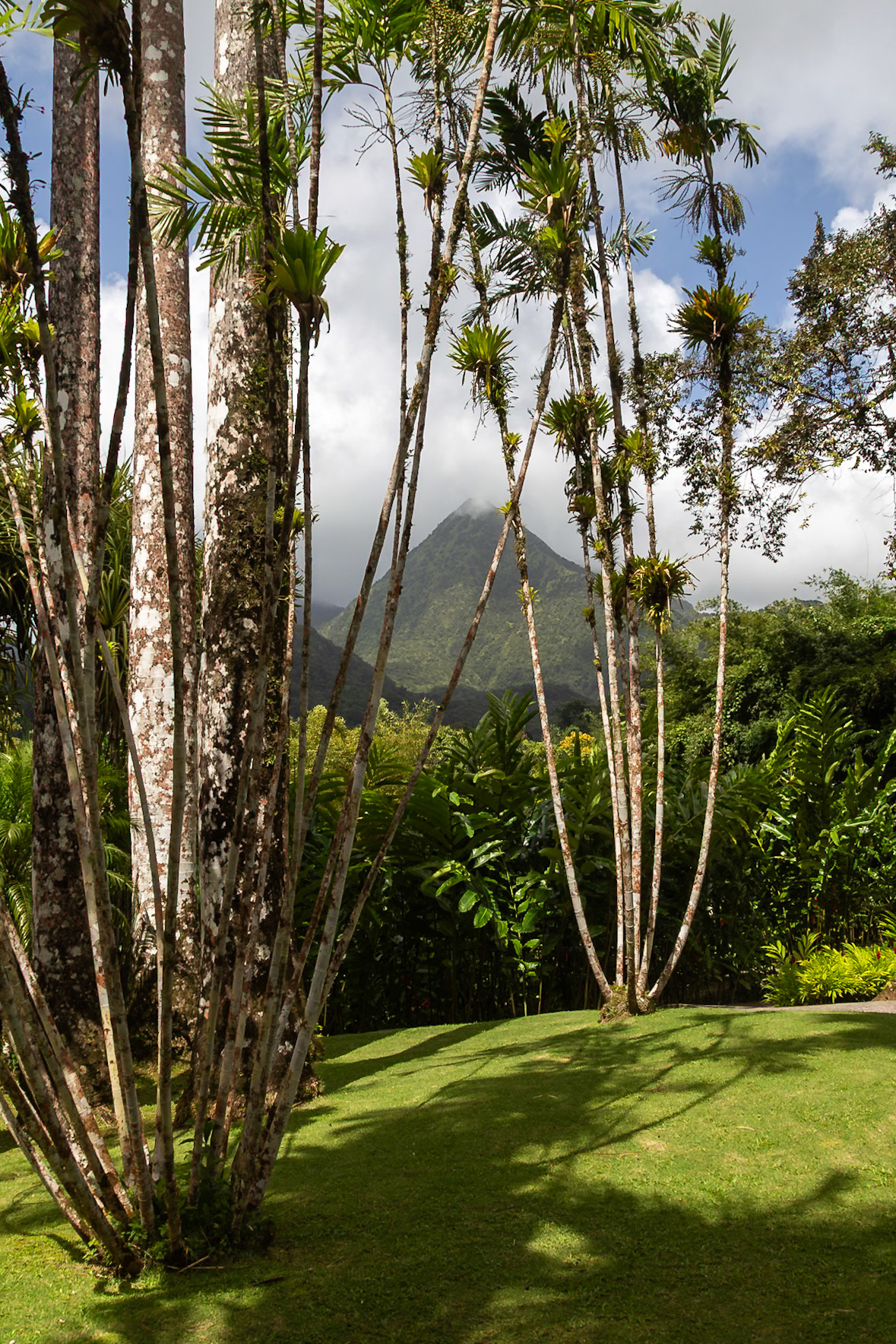 Jardin de Balata, Fort-de-France, Martinique [Jan 2025]