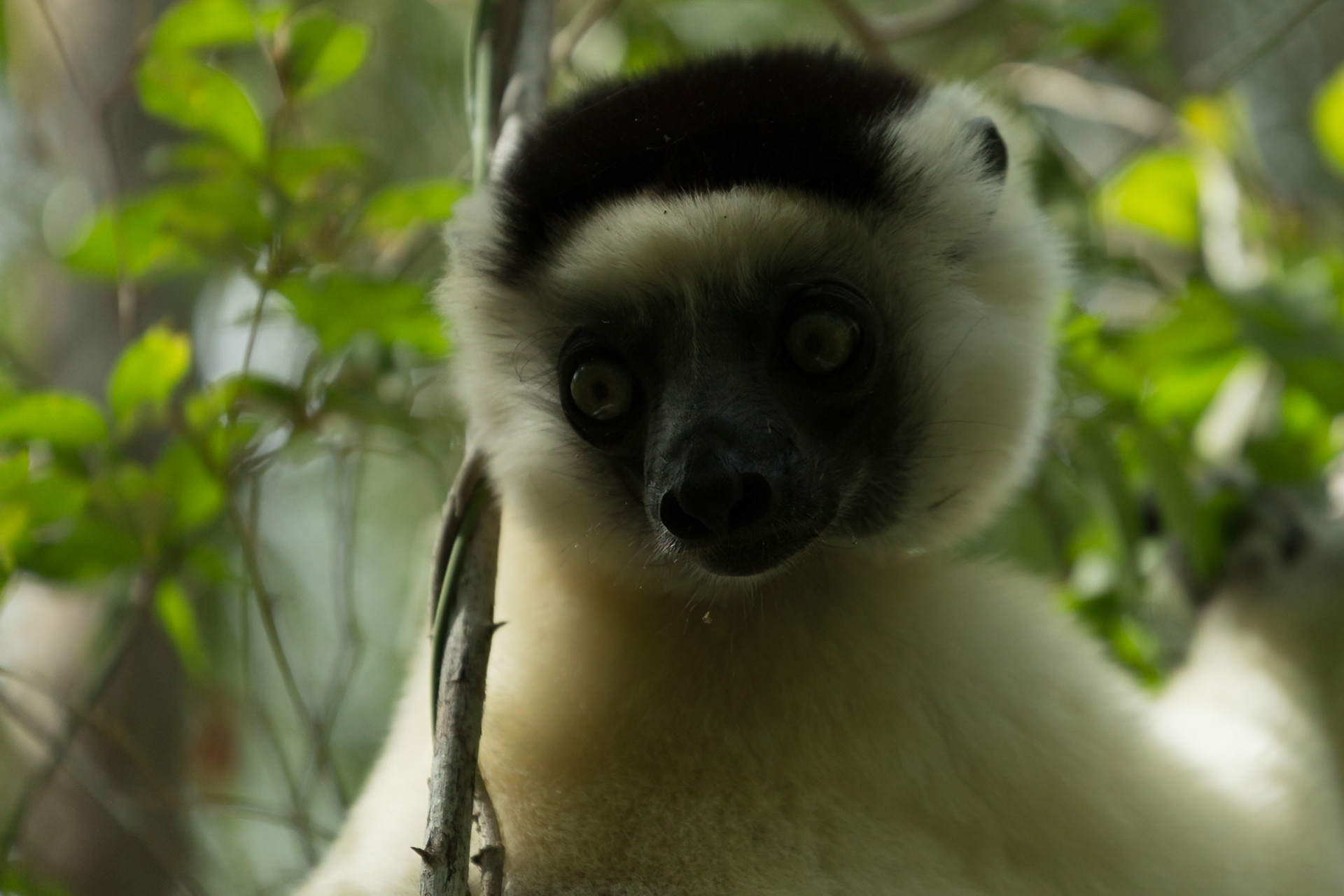 Kirindy, Toliara, Madagascar [Apr 2019]