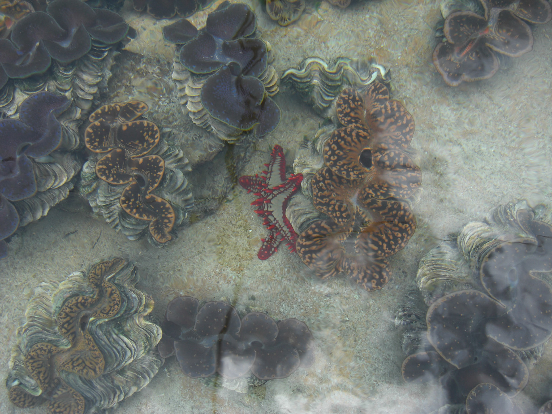 , Port Glaud, Seychelles [Apr 2012]
