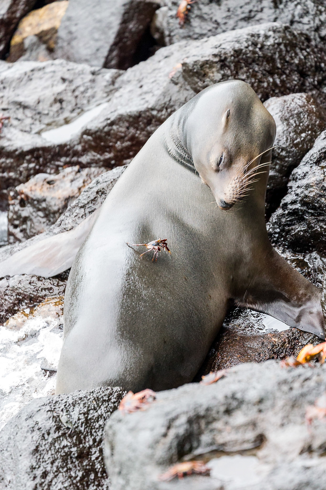 San Cristóbal Canton, Galápagos, Ecuador [Mar 2022]