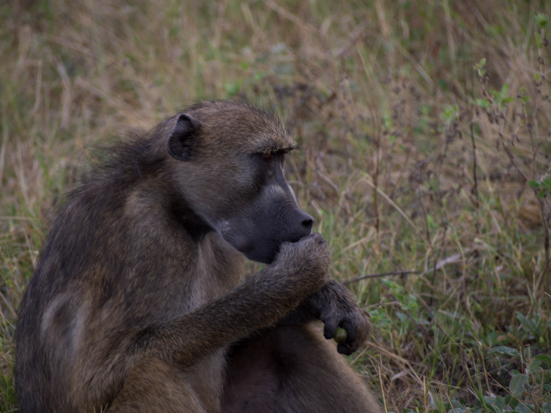 Kasane, Chobe, Botswana [Apr 2014]