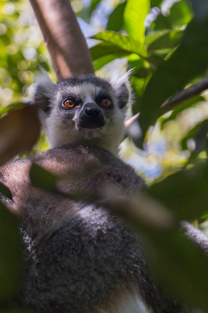 Anja Community Reserve, Haute Matsiatra, Madagascar [Apr 2019]