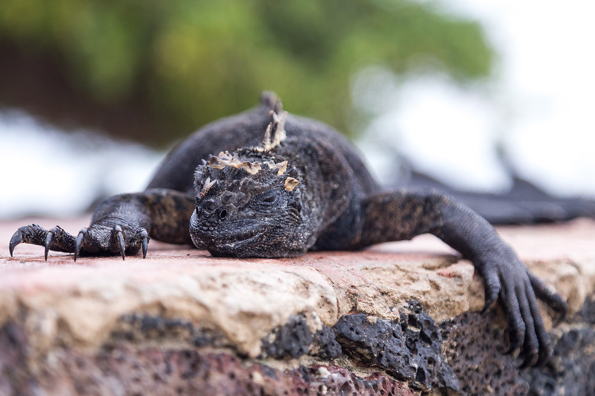 Isabela Canton, Galápagos, Ecuador [Mar 2022]
