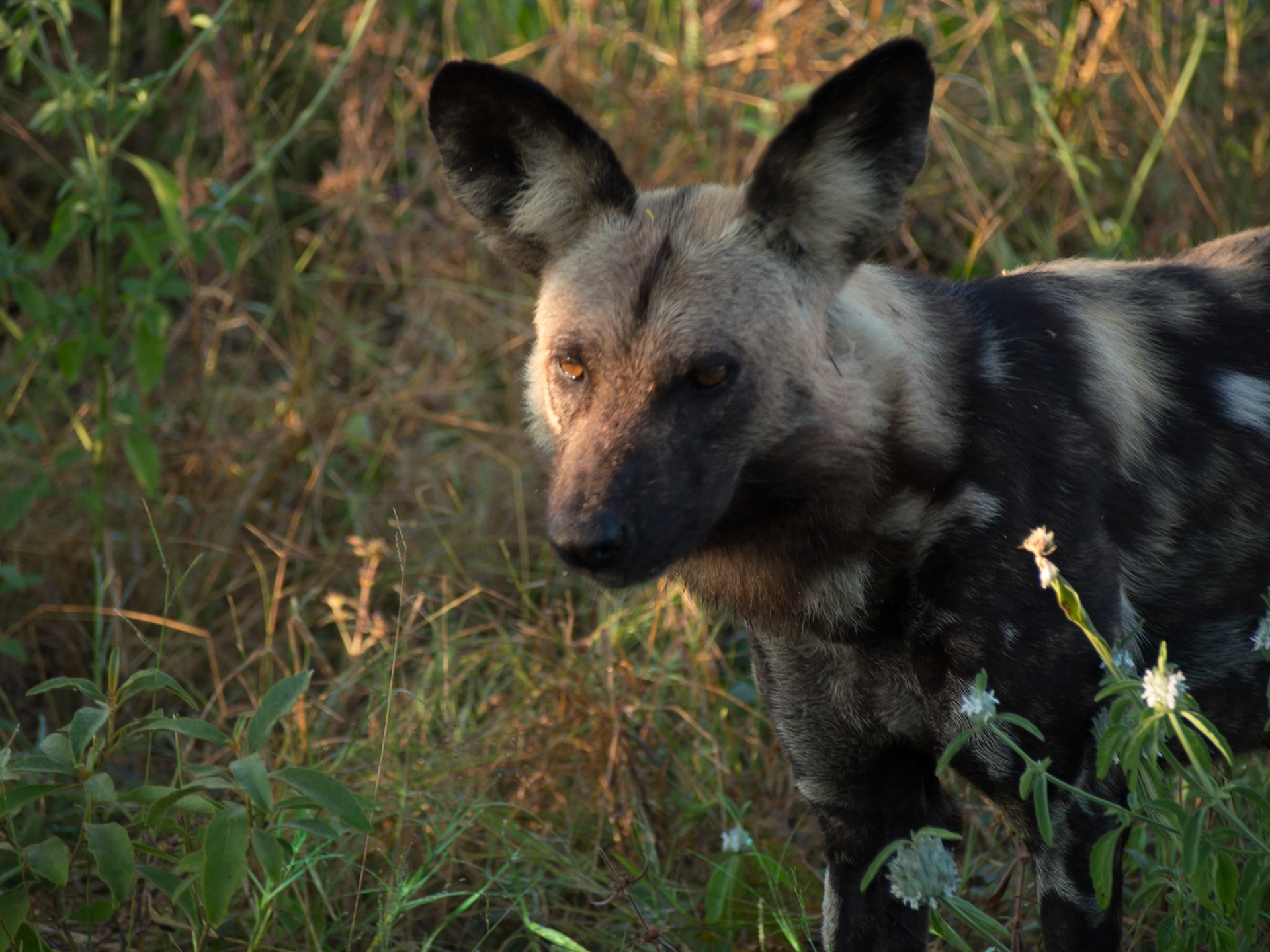 , North West, Botswana [Apr 2014]